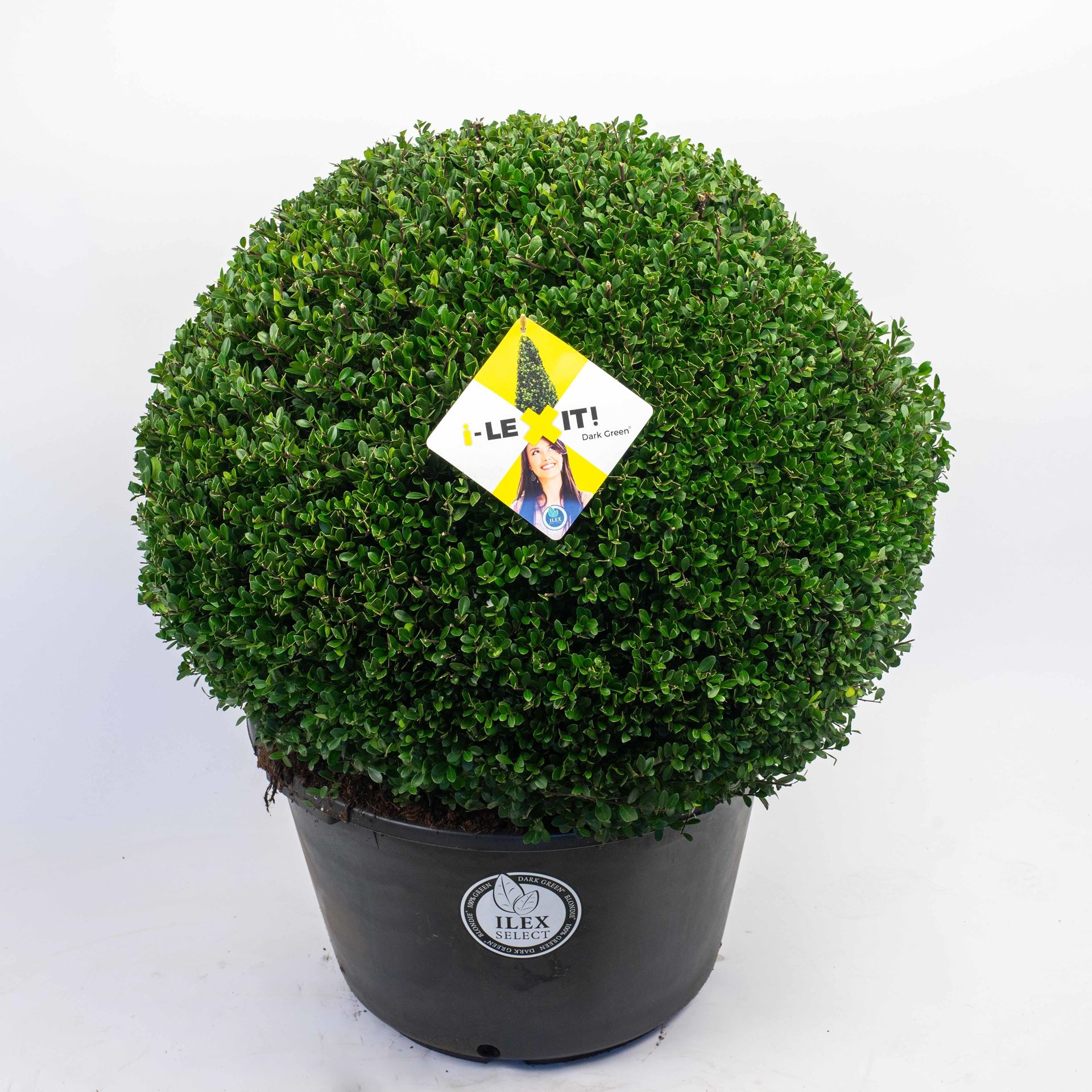 Ilex crenata 'Icoprins11' (Dark Green) - pot - bolvorm diameter 70+ cm