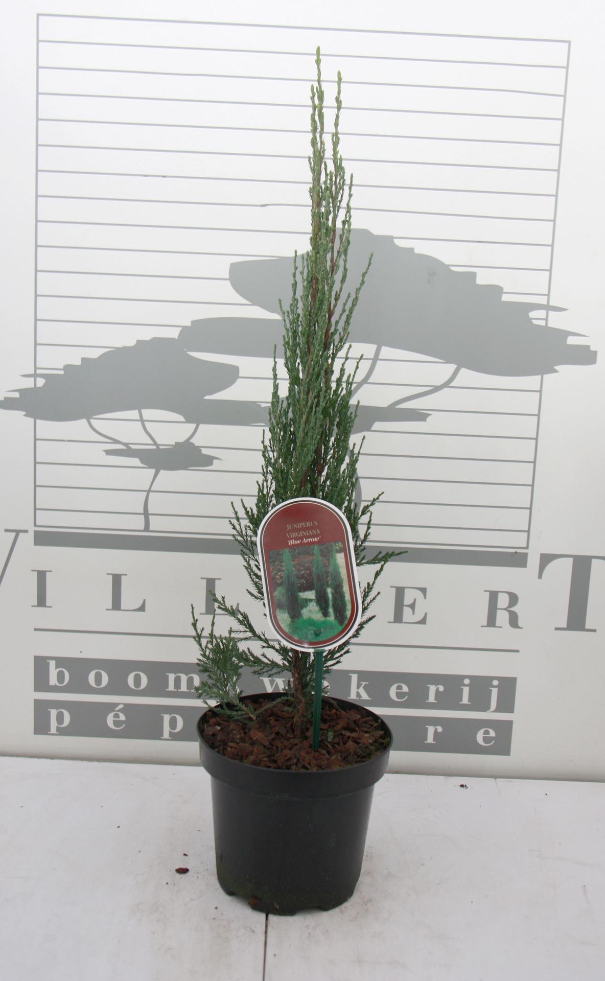 Juniperus scopulorum'Blue Arrow'- pot - 40-50 cm - afbeelding