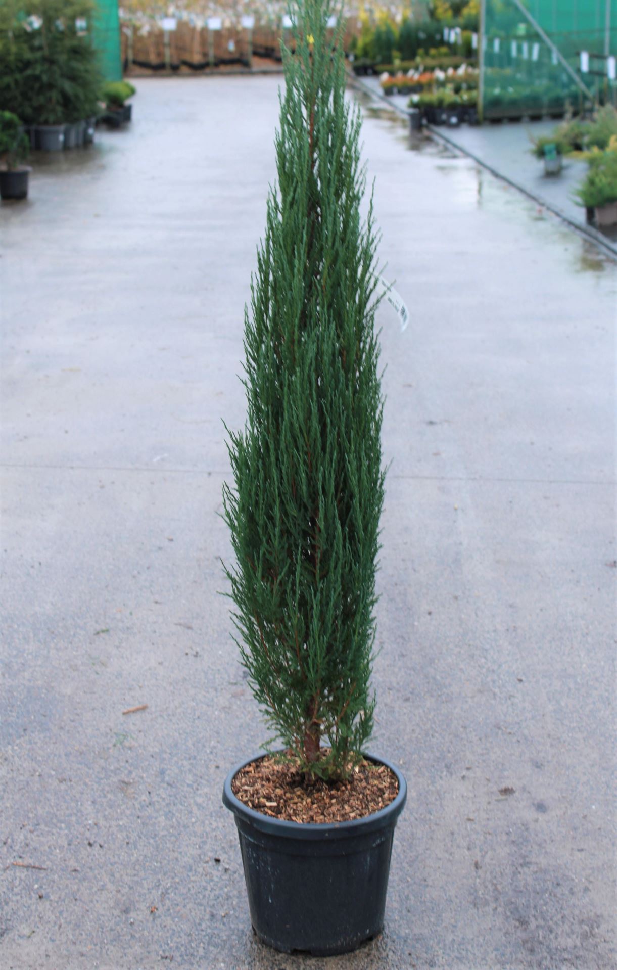 Juniperus scopulorum'Blue Arrow'- pot 15L - 140-160 cm afbeelding
