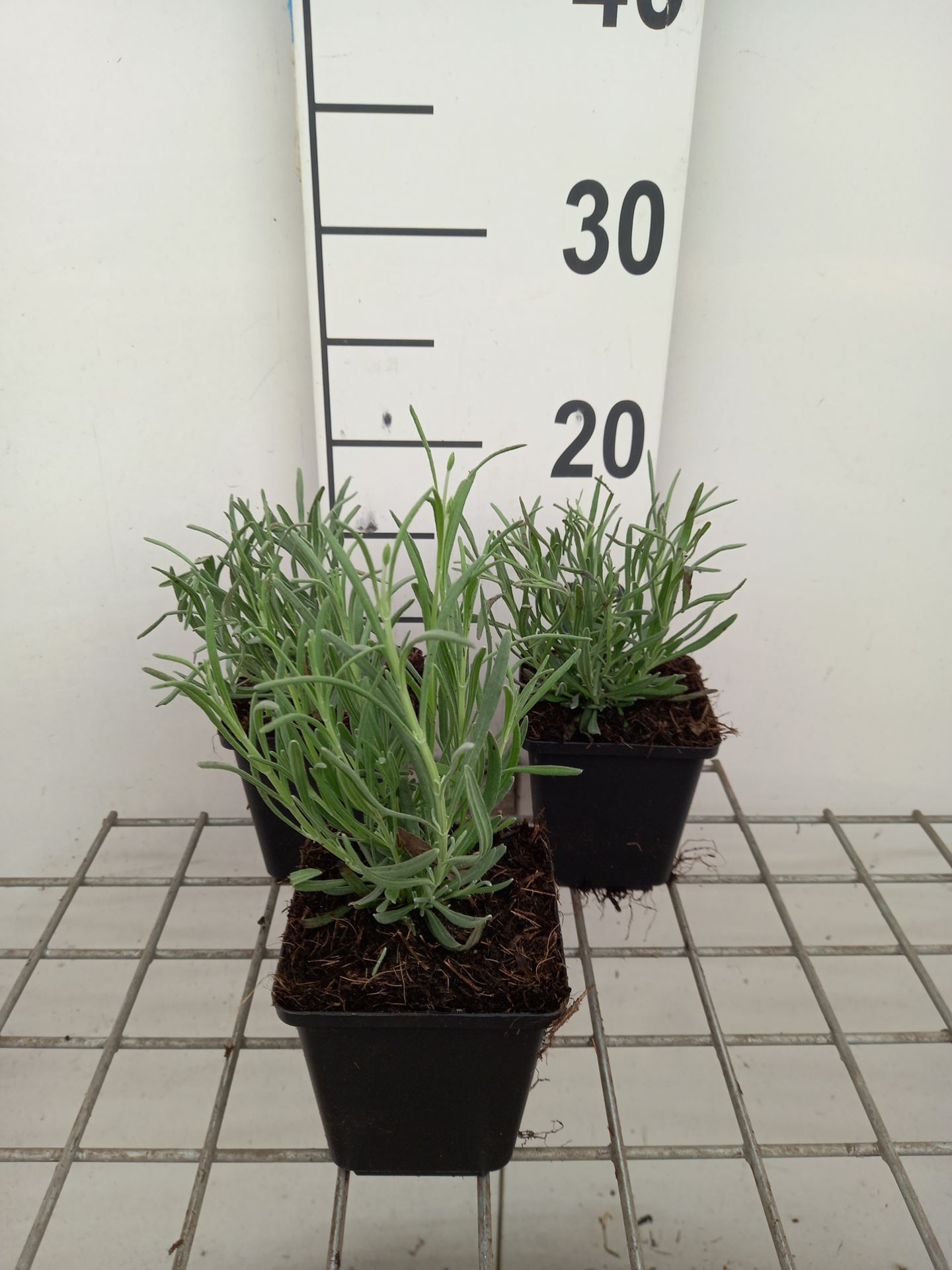 Lavandula x intermedia'Niko'(Phenomenal) - Lavendel - pot 9x9 cm - afbeelding