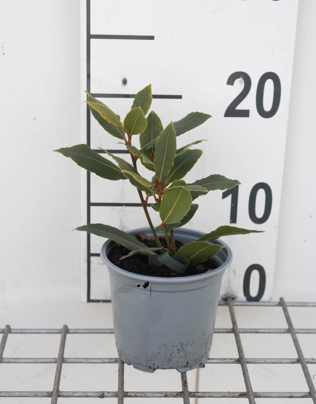 Laurus nobilis - Laurier - pot diameter 10,5 cm - Laurier / Laurierboom afbeelding