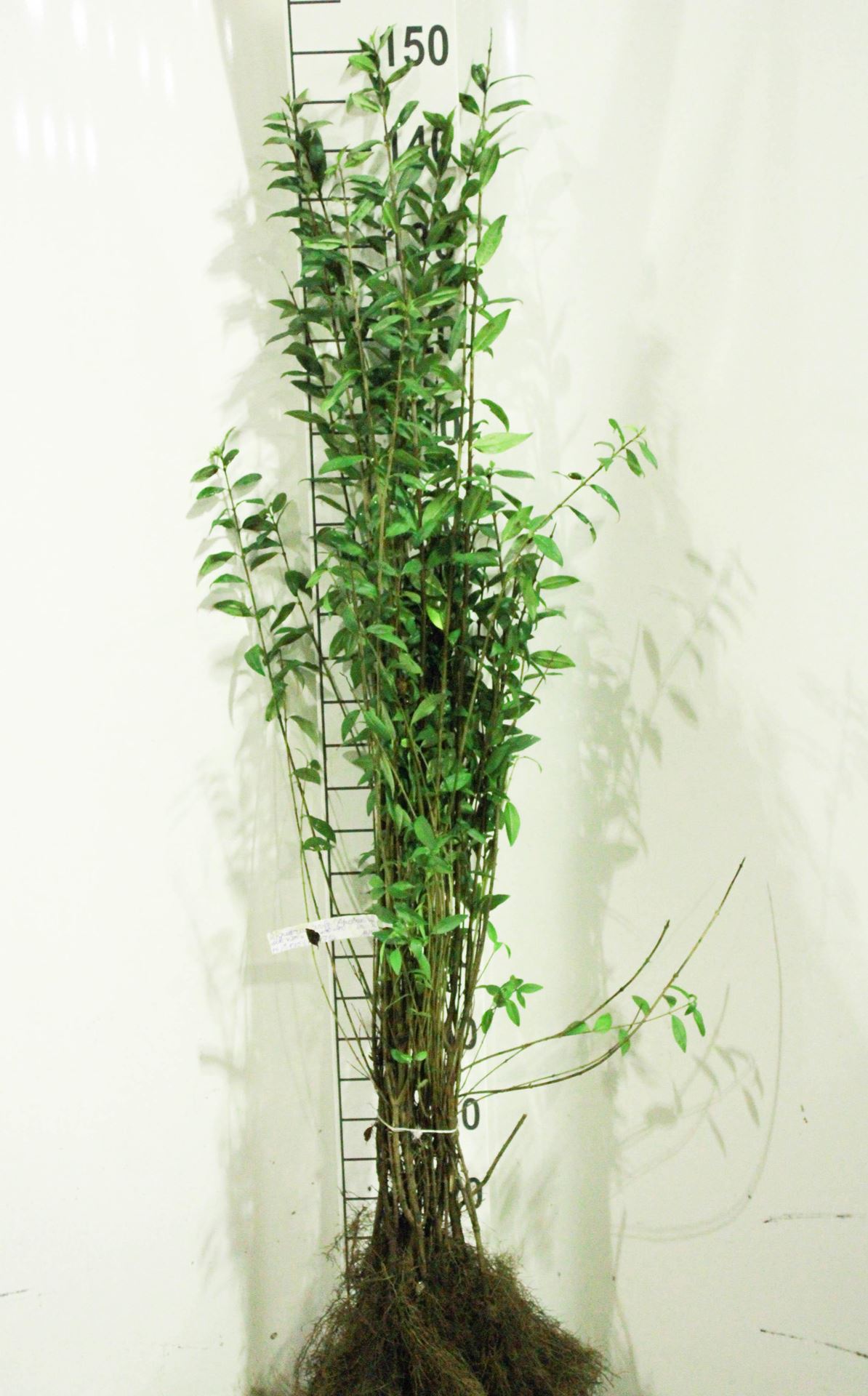 Ligustrum vulgare'Atrovirens'- Blote wortel - 90-120 cm afbeelding