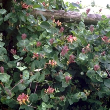 Lonicera x heckrottii'Goldflame'- pot 10L afbeelding