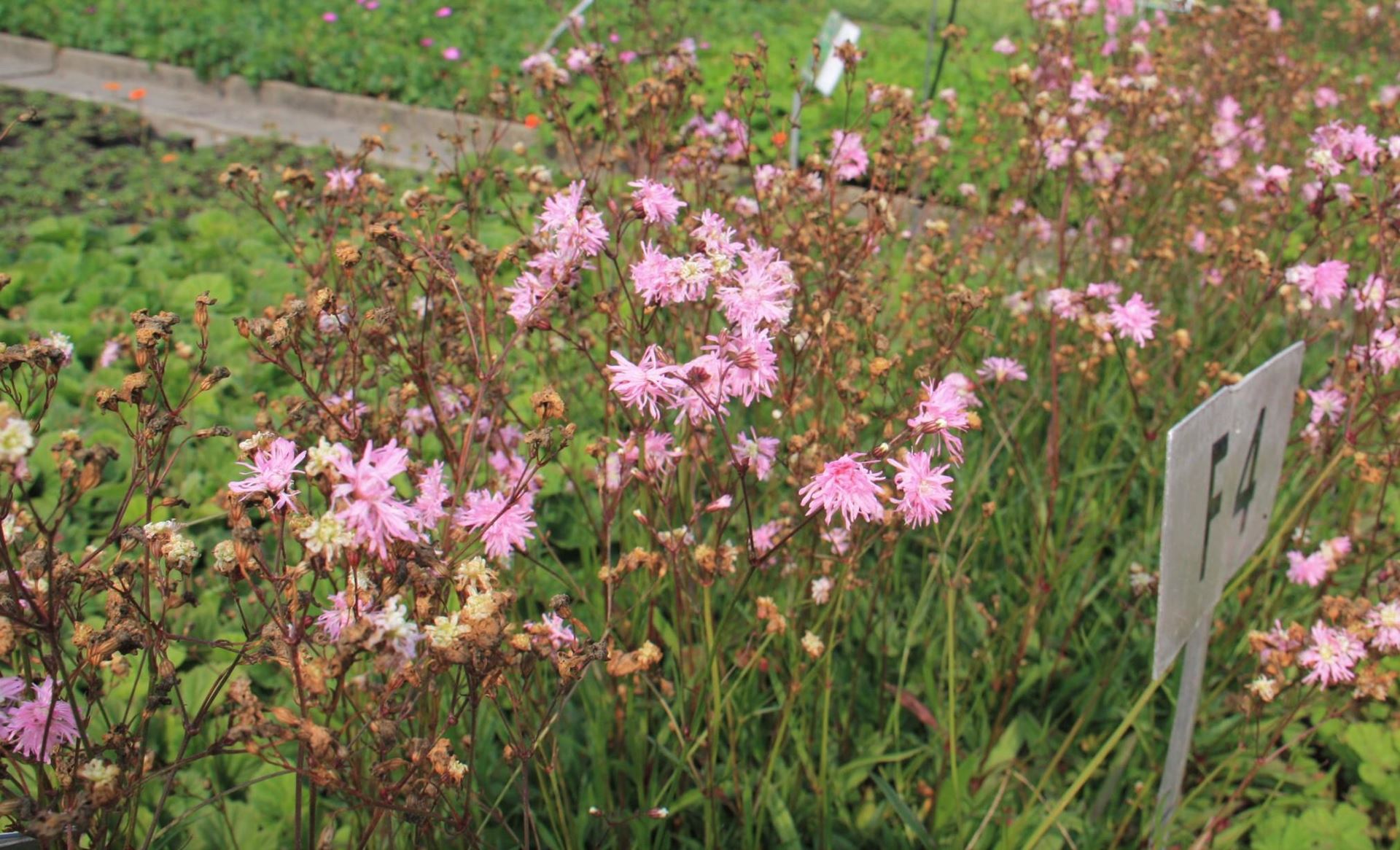 Lychnis flos-cuculi'Petite Jenny'- pot 9x9 cm afbeelding