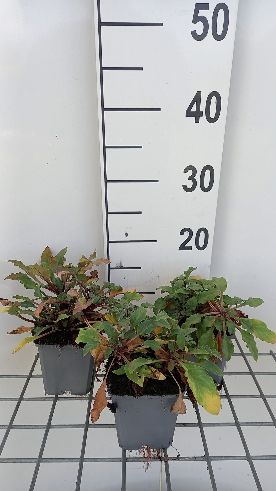 Lysimachia atropurpurea - pot 9x9 cm afbeelding