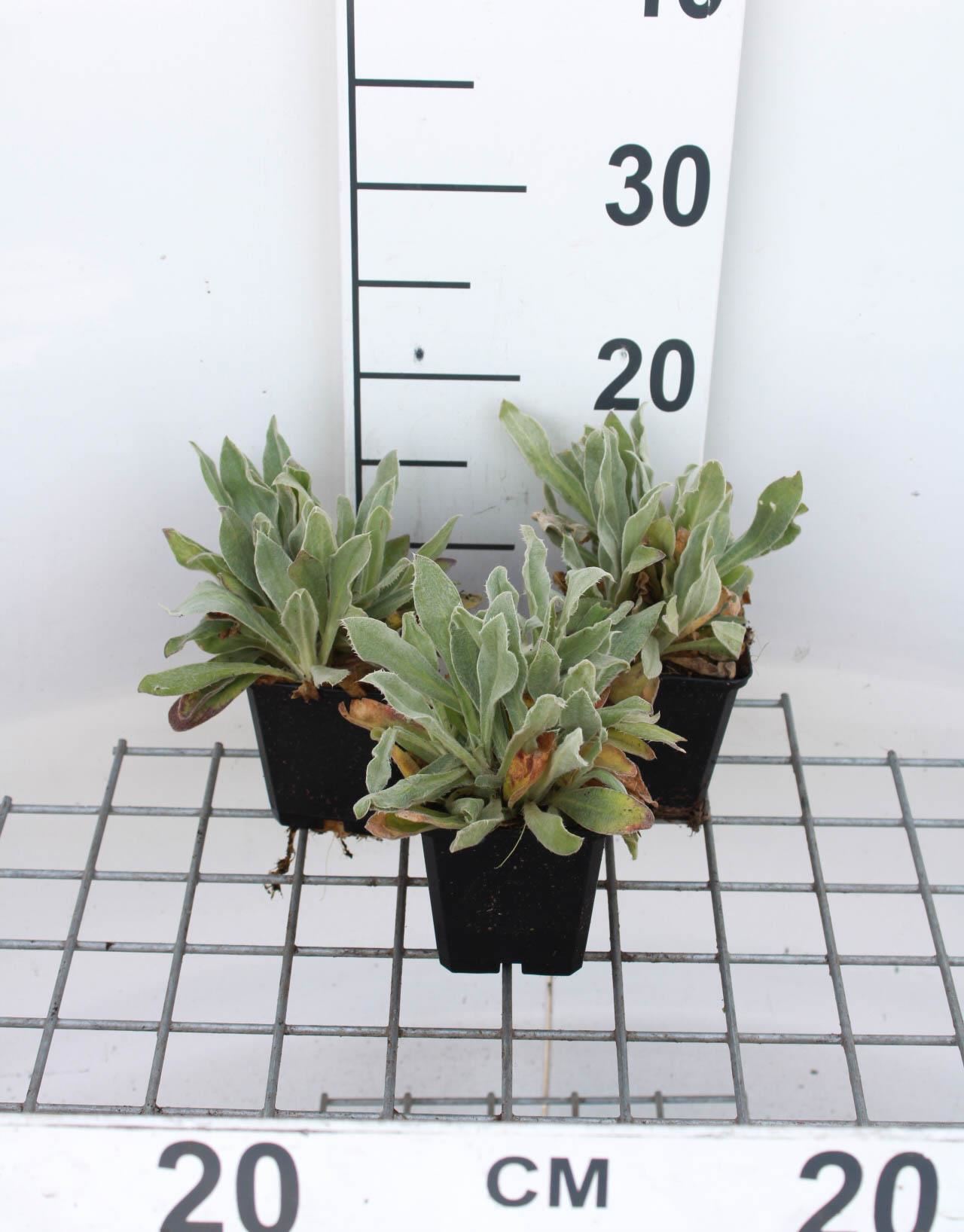 Lychnis alpina'Alba'- pot 9x9 cm afbeelding