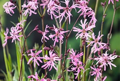 Lychnis flos-cuculi - Biopot diameter 7 cm afbeelding