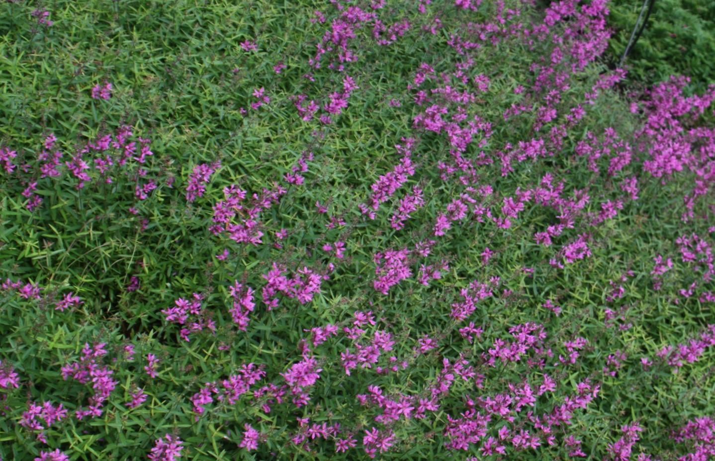 Lythrum salicaria'Lady Sackville'- pot 9x9 cm afbeelding