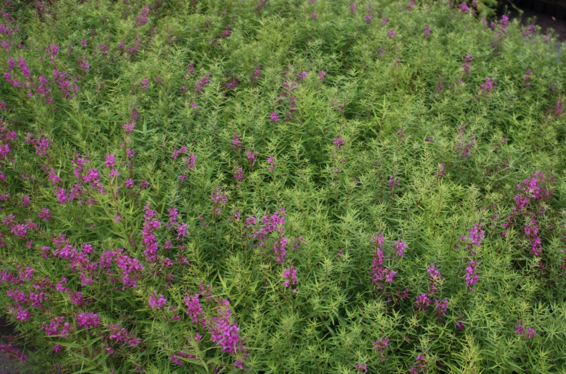 Lythrum salicaria'Swirl'- pot 9x9 cm afbeelding