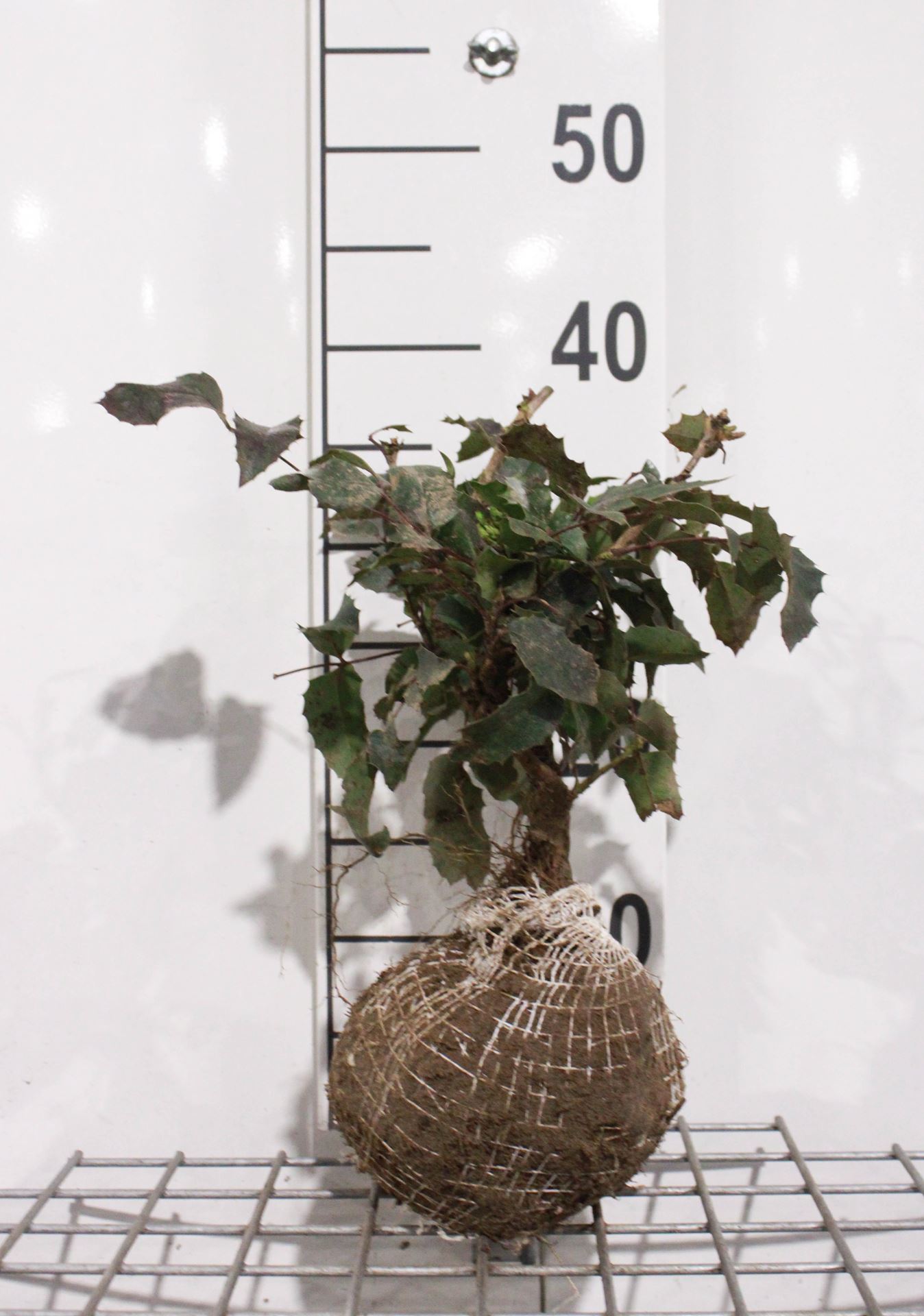 Mahonia aquifolium'Apollo'- aardekluit - 25-30 cm afbeelding