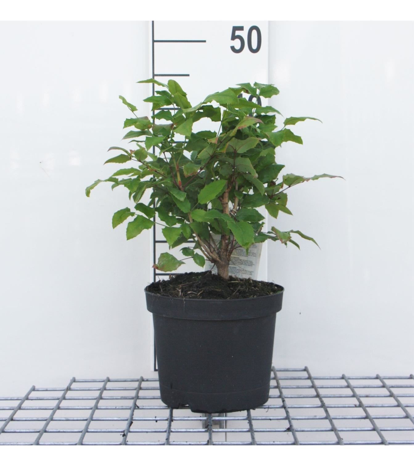 Mahonia aquifolium - pot - 25-30 cm afbeelding