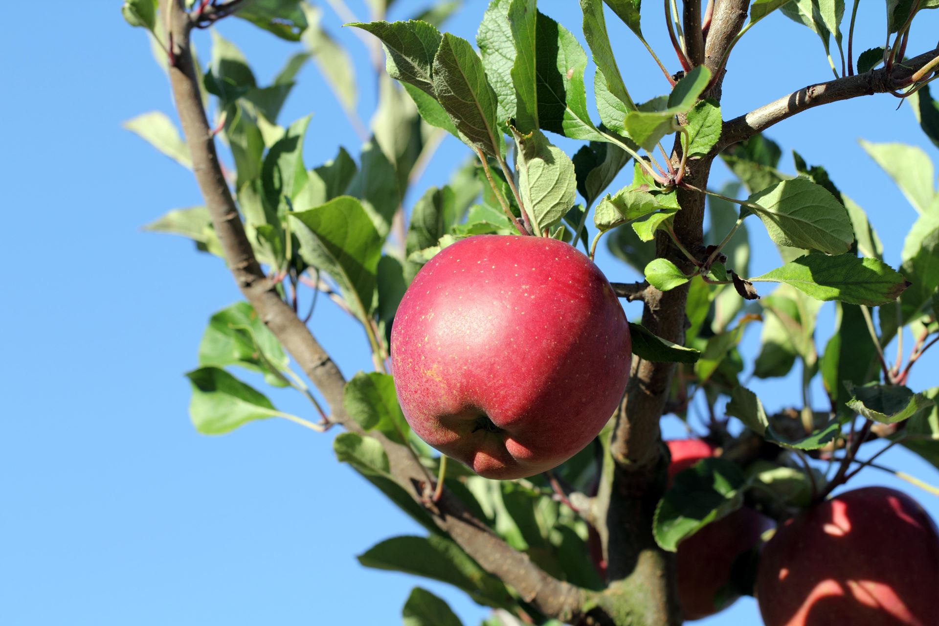 Malus domestica'Melrose'- pot - voorgeleide struik in waaiervorm met dubbele u afbeelding