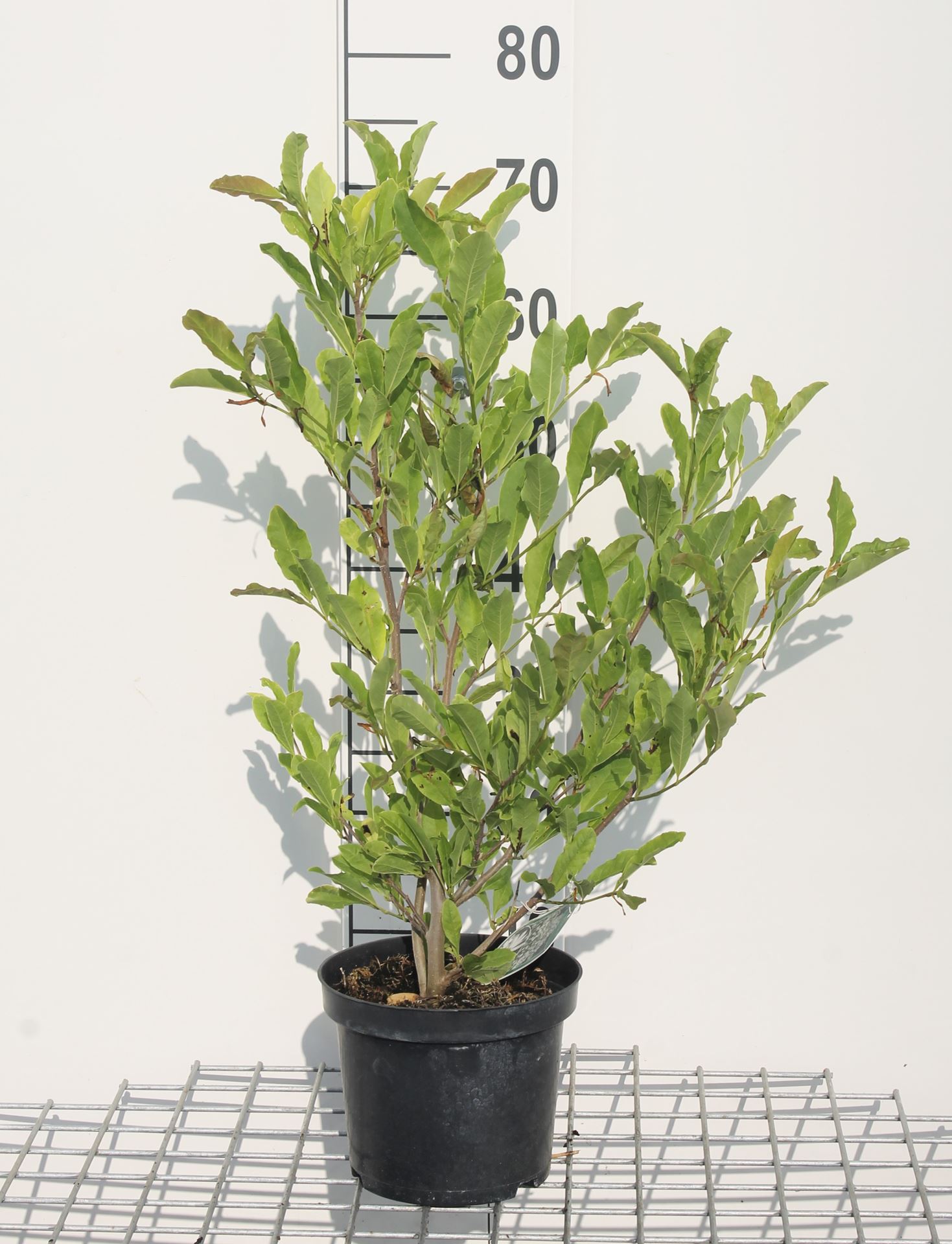 Magnolia stellata - pot - 50-60 cm