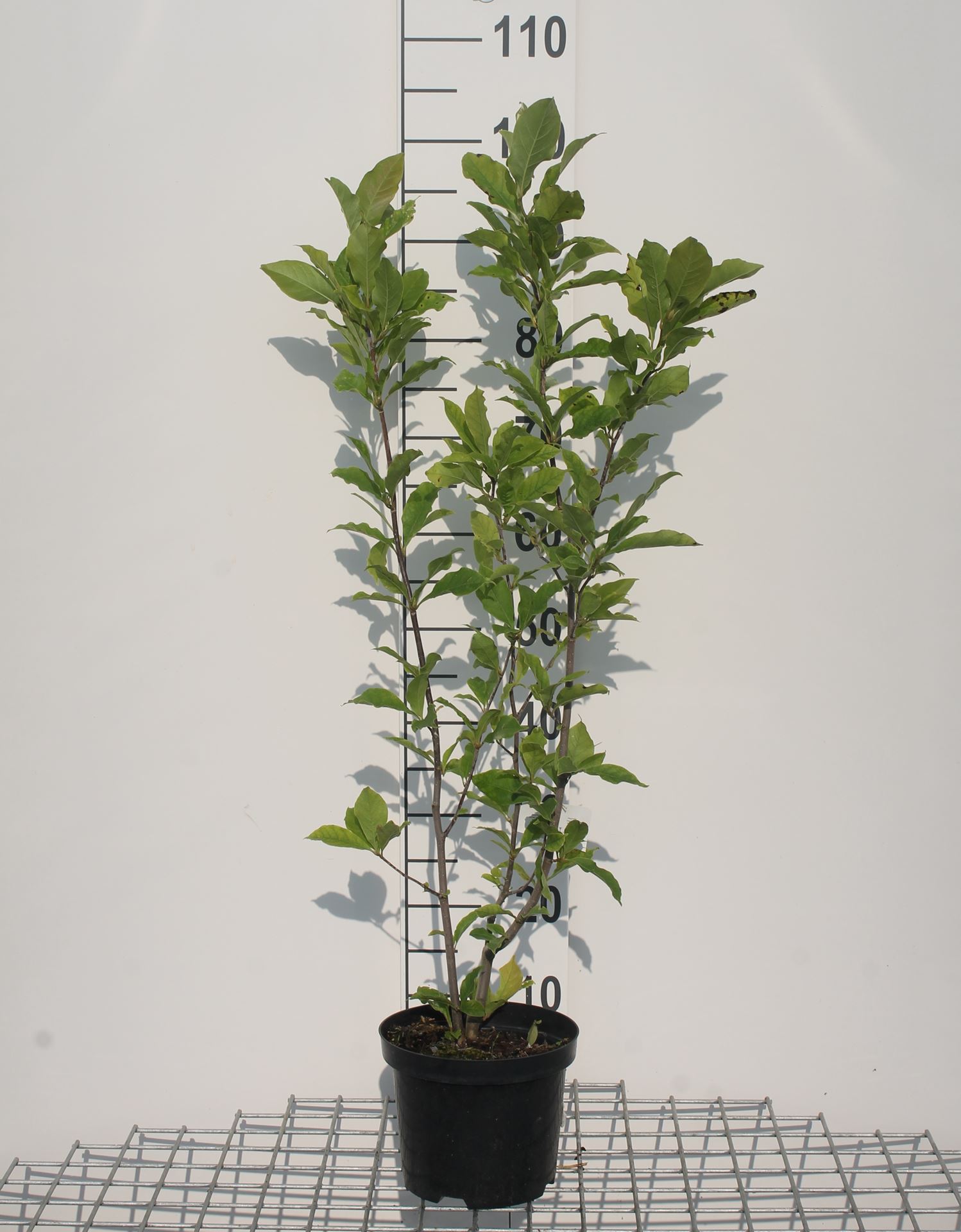 Magnolia 'Susan' - pot - 50-60 cm -