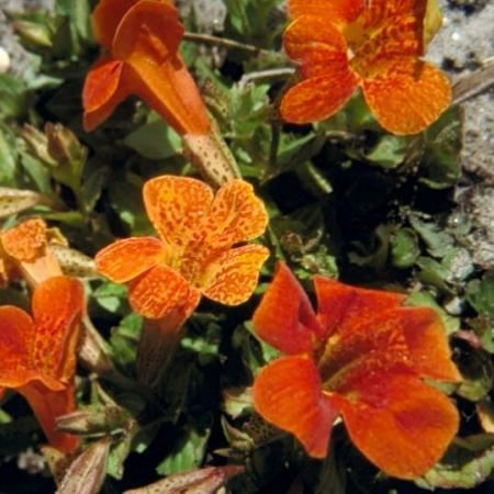 Mimulus'Orange Glow'- pot 9x9 cm - Maskerbloem afbeelding