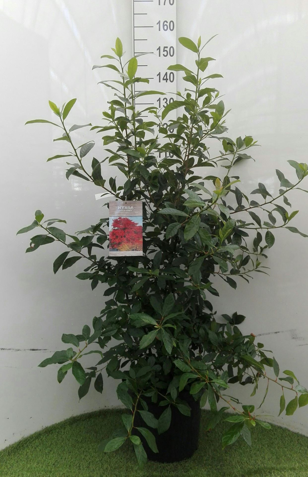 Nyssa sylvatica - pot 12L - 80-100 cm afbeelding