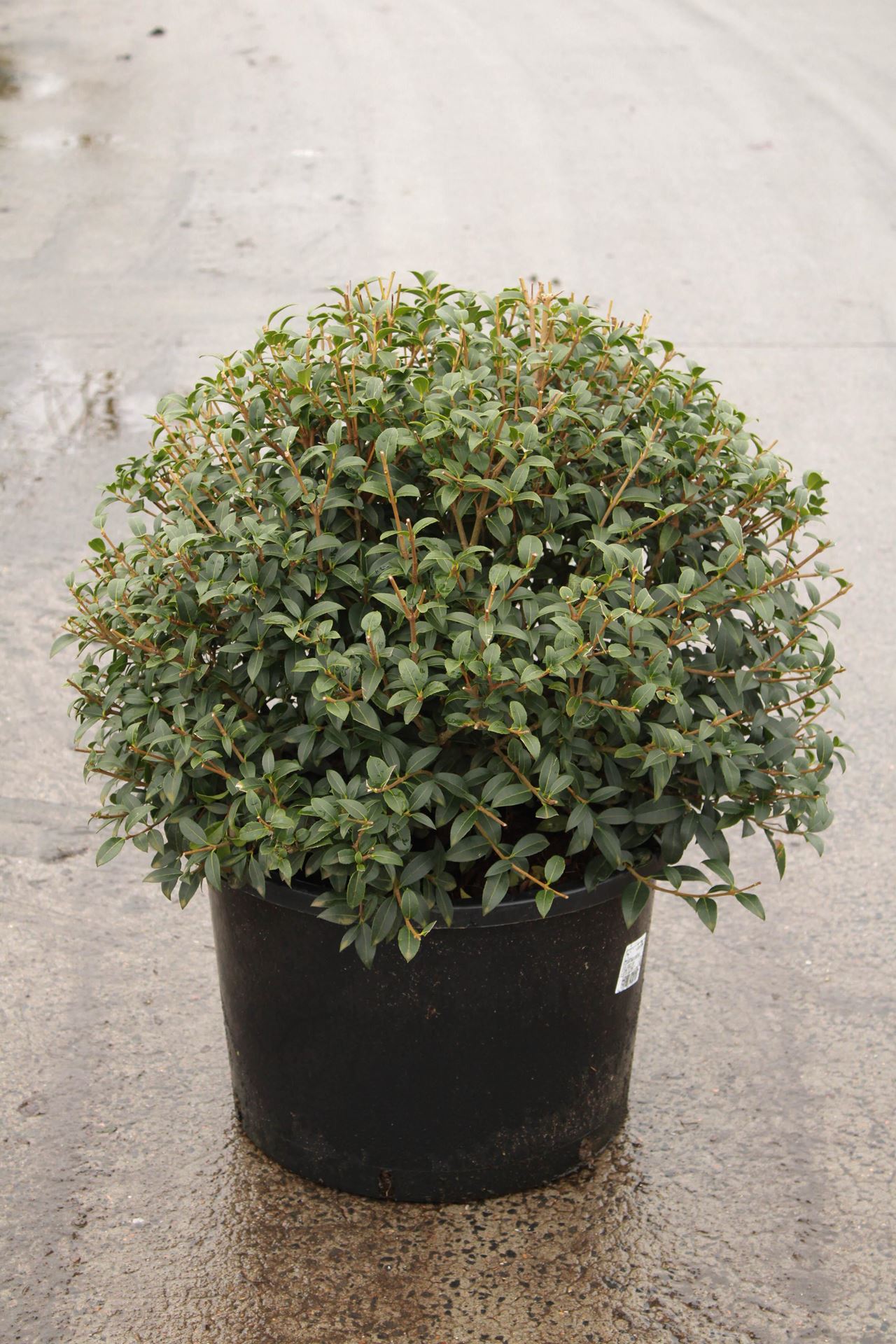 Osmanthus x burkwoodii - pot - bolvorm diameter 60+ cm afbeelding