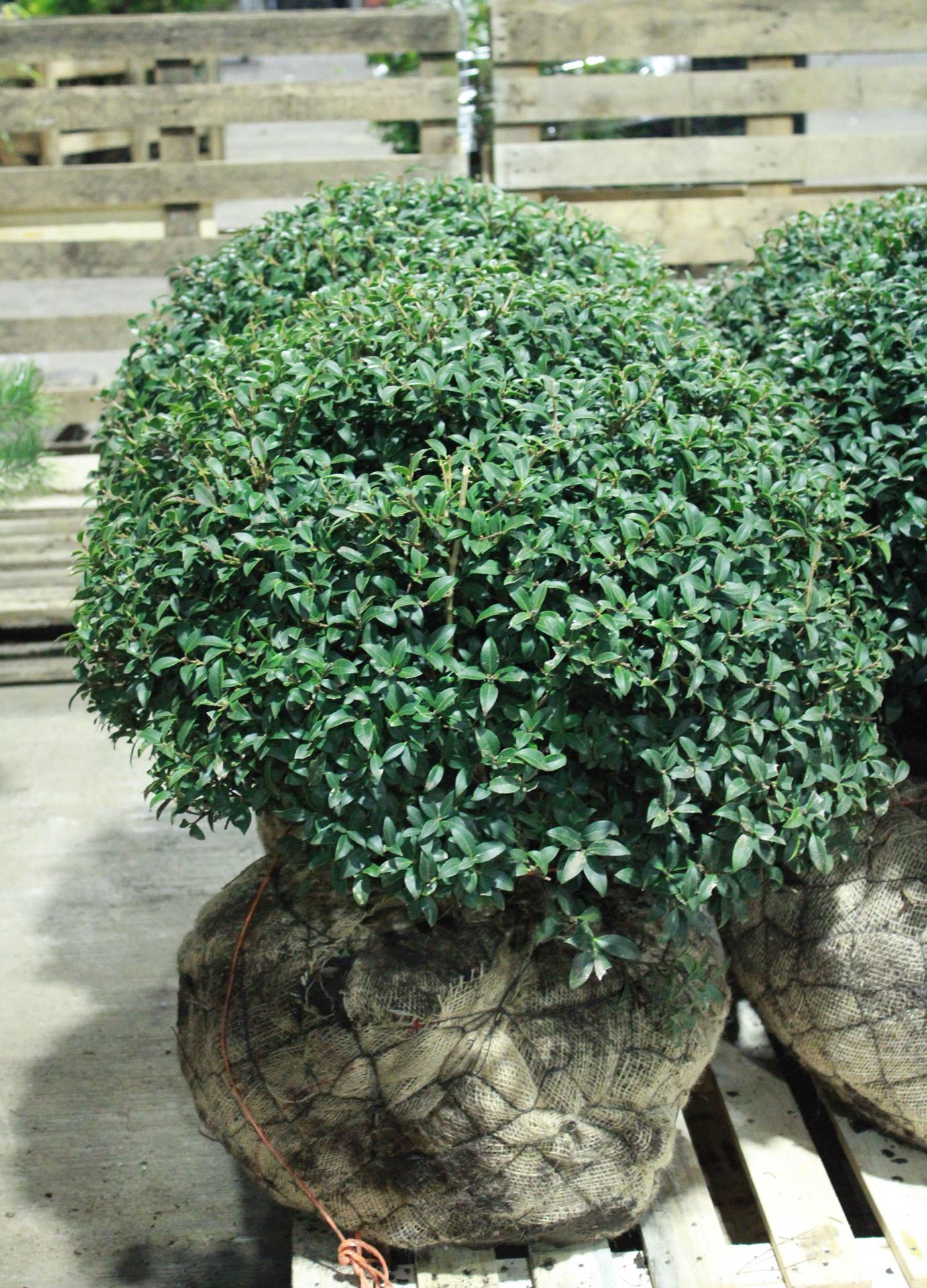 Osmanthus x burkwoodii - pot - bolvorm diameter 80+ cm afbeelding