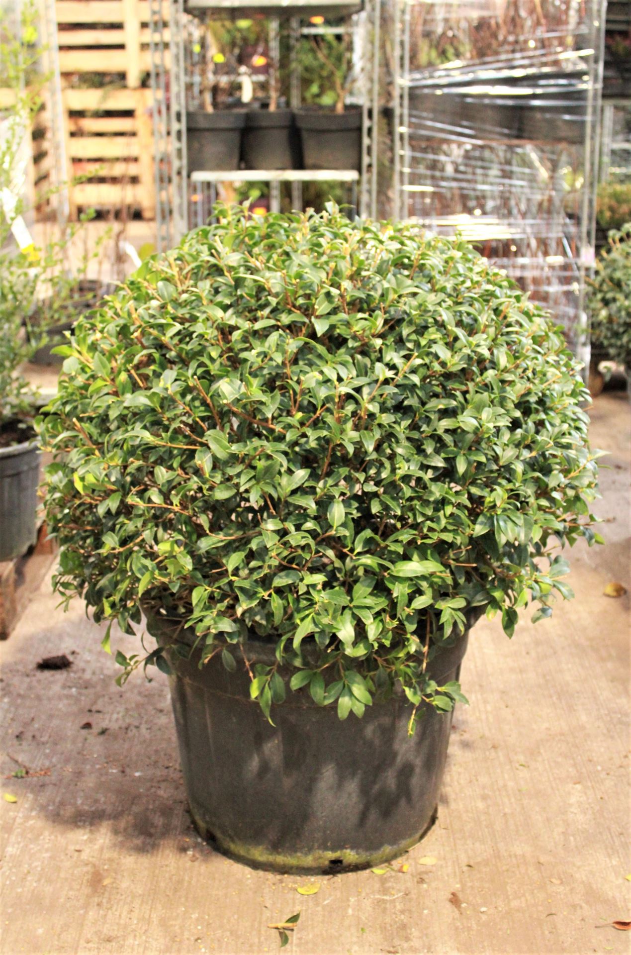 Osmanthus x burkwoodii - pot - bolvorm diameter 70+ cm afbeelding