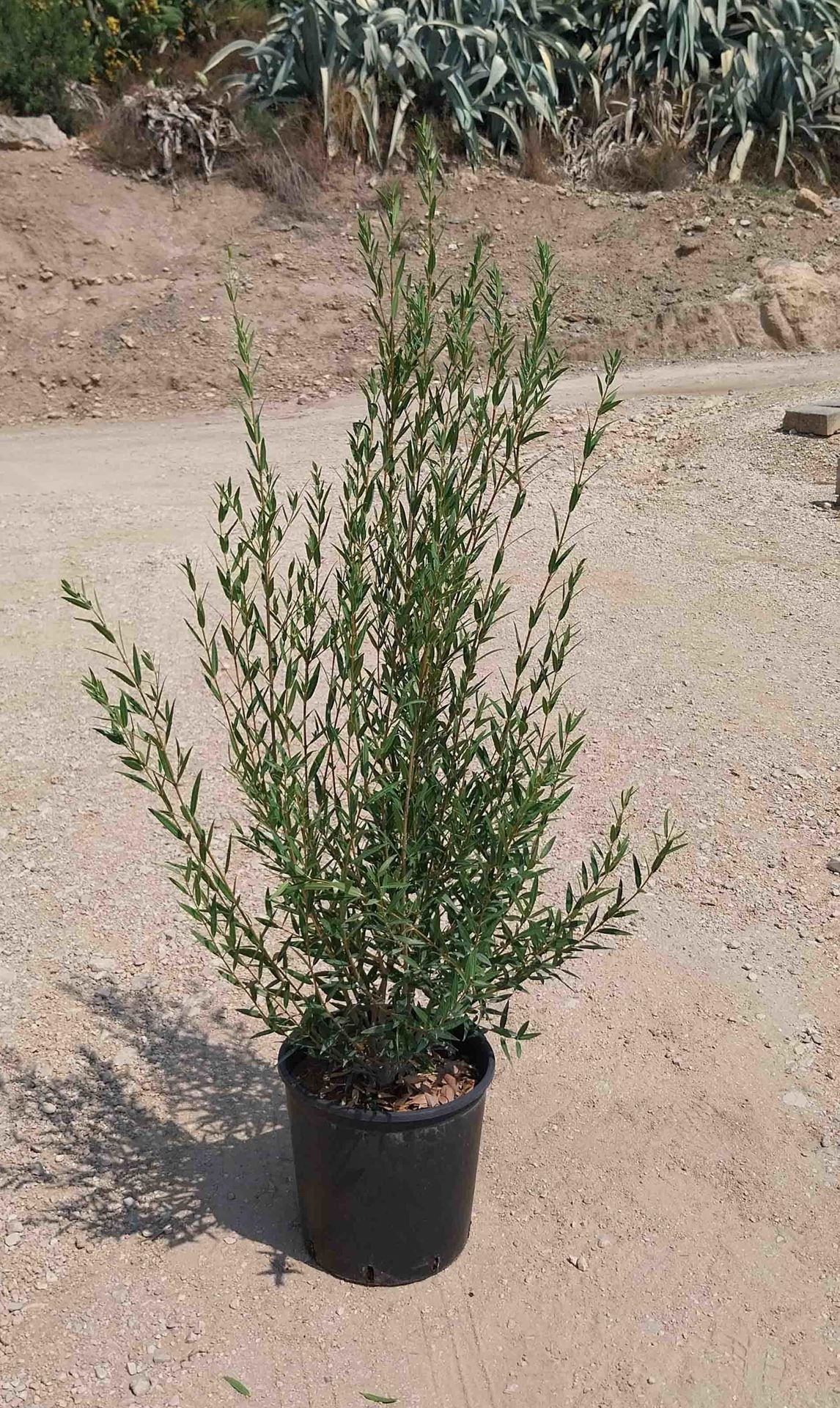 Phillyrea angustifolia - pot 18L - 125-150 cm