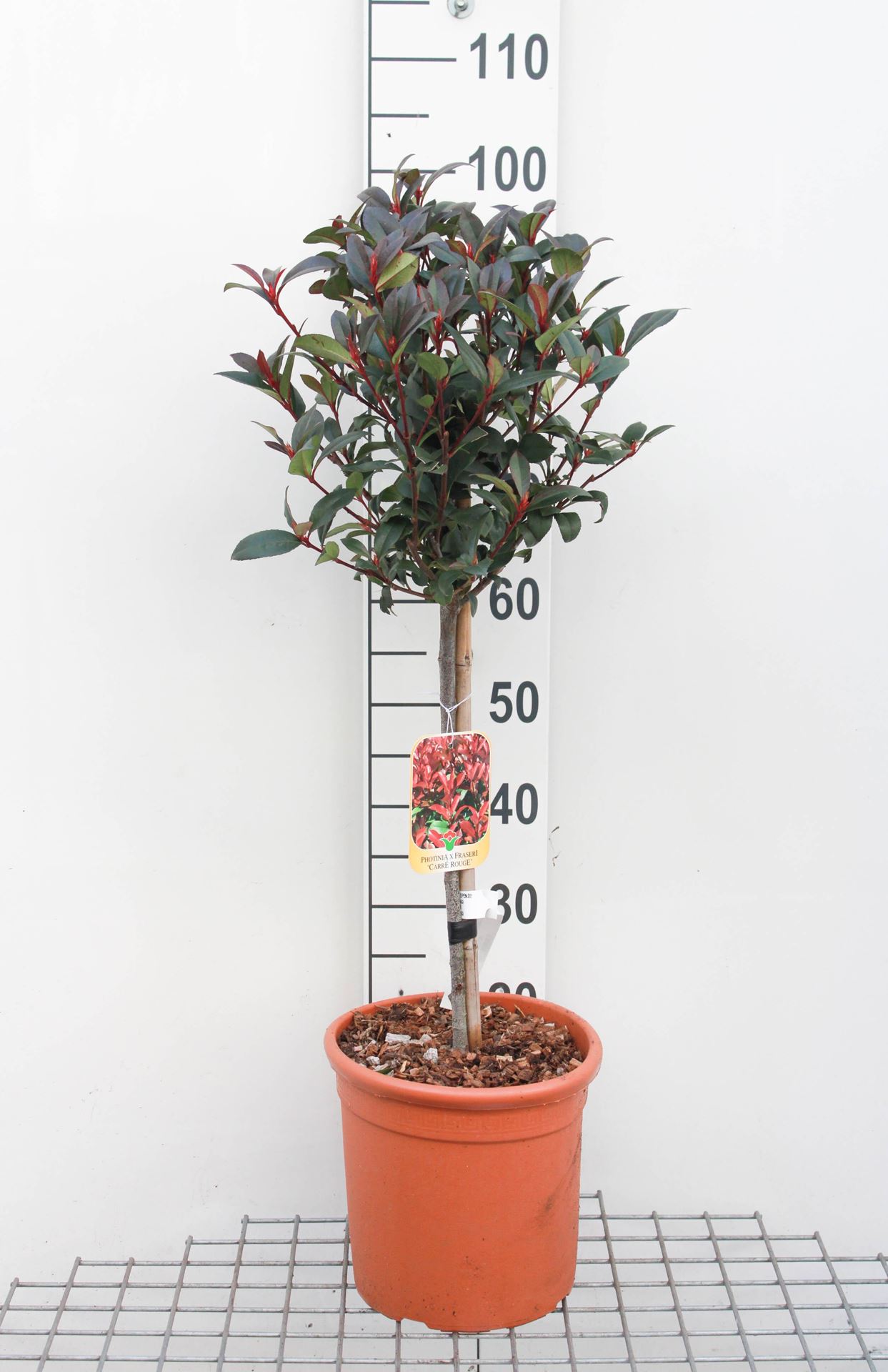 Photinia x fraseri'Carré Rouge'- pot 9L - geënt op stam afbeelding