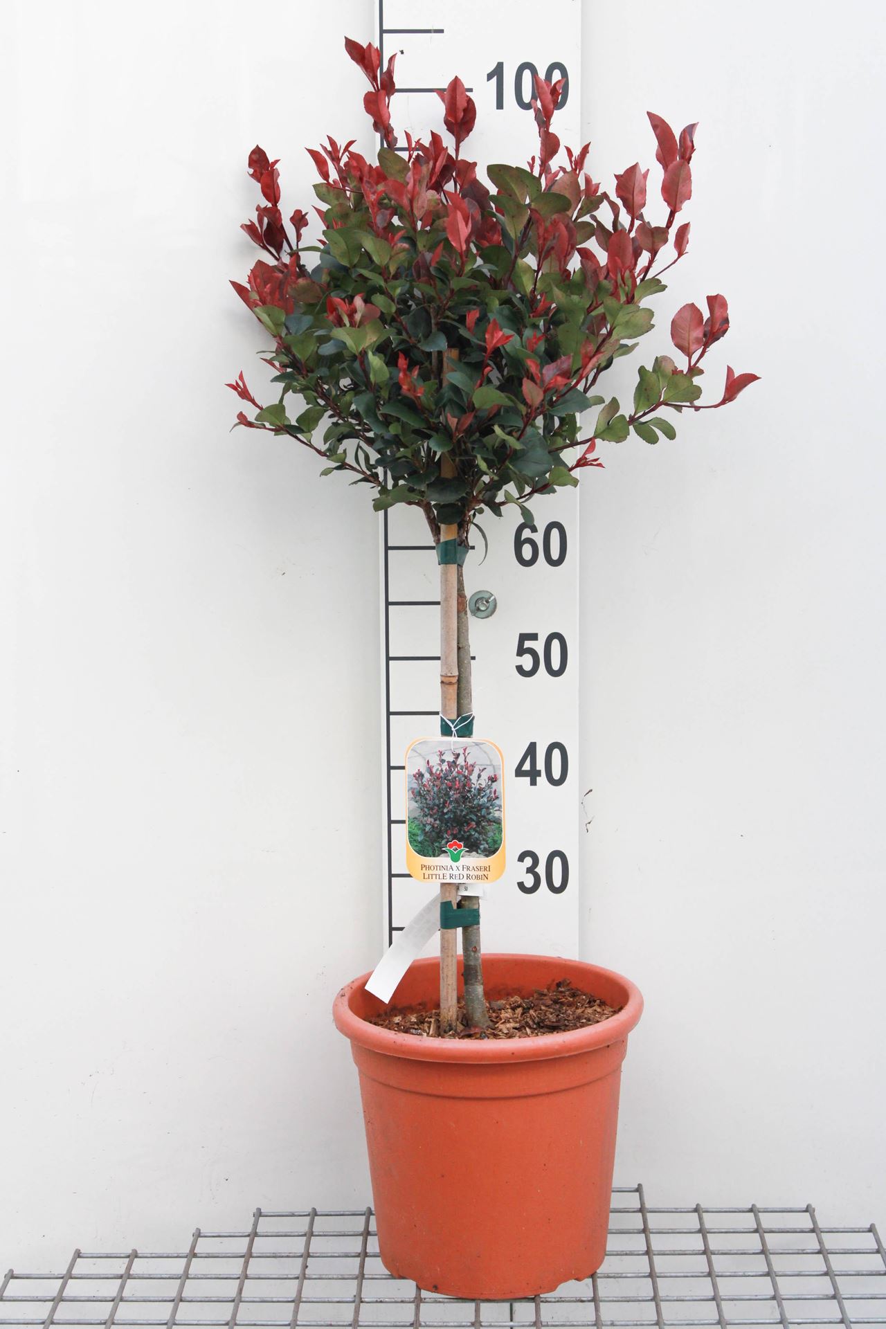 Photinia x fraseri'Little Red Robin'- pot 9L - geënt op stam afbeelding