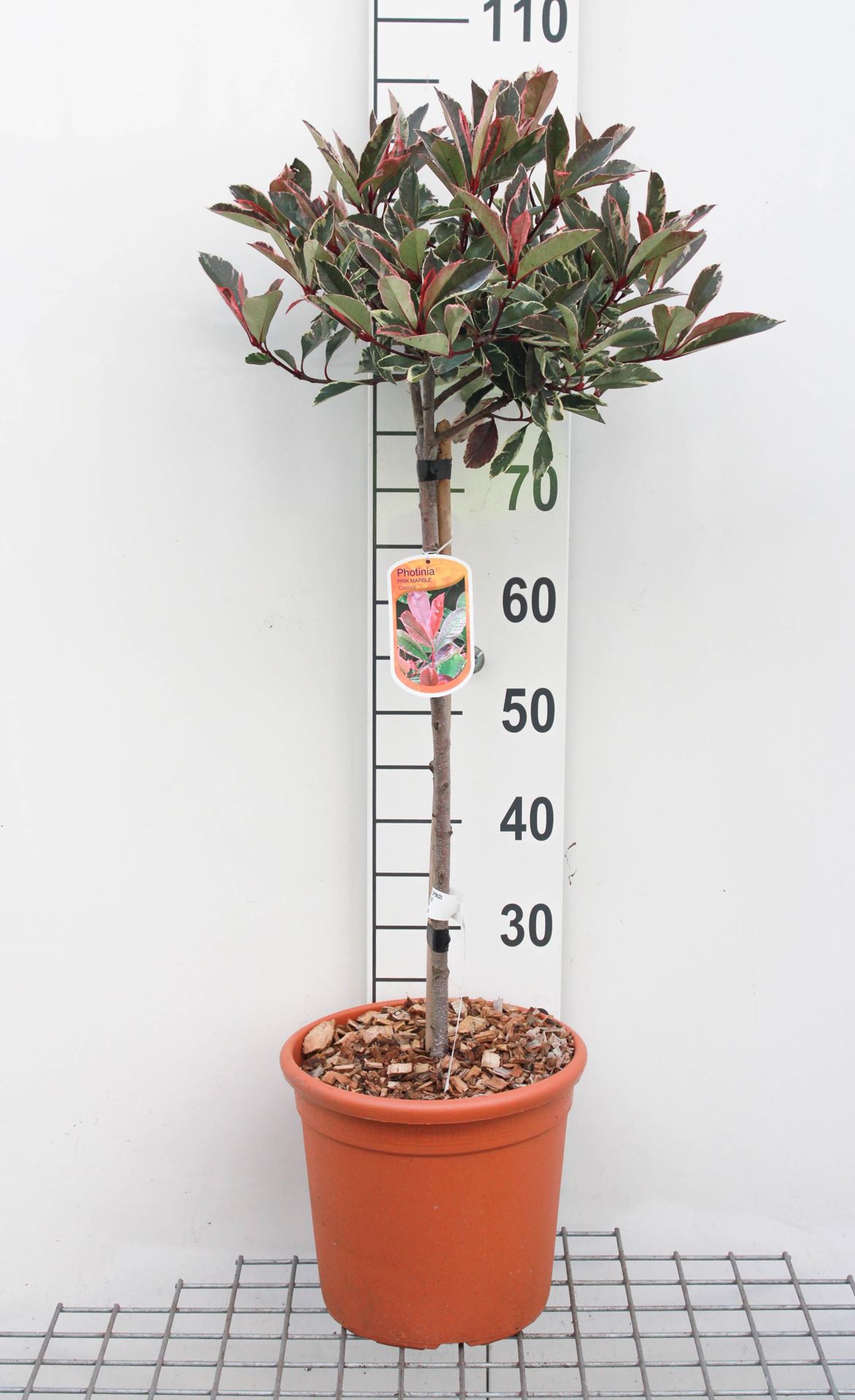 Photinia x fraseri'Cassini'(Pink Marble) - pot 9L - geënt op stam afbeelding
