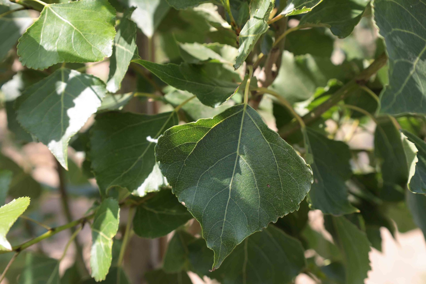 Populus nigra'Italica'- Blote wortel - 90-120 cm - Italiaanse populier afbeelding