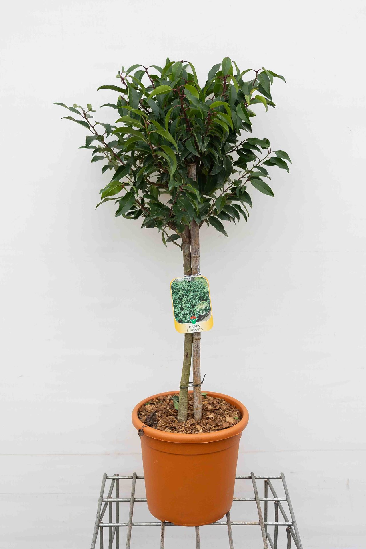 Prunus lusitanica'Angustifolia'- pot 9L - geënt op stam afbeelding