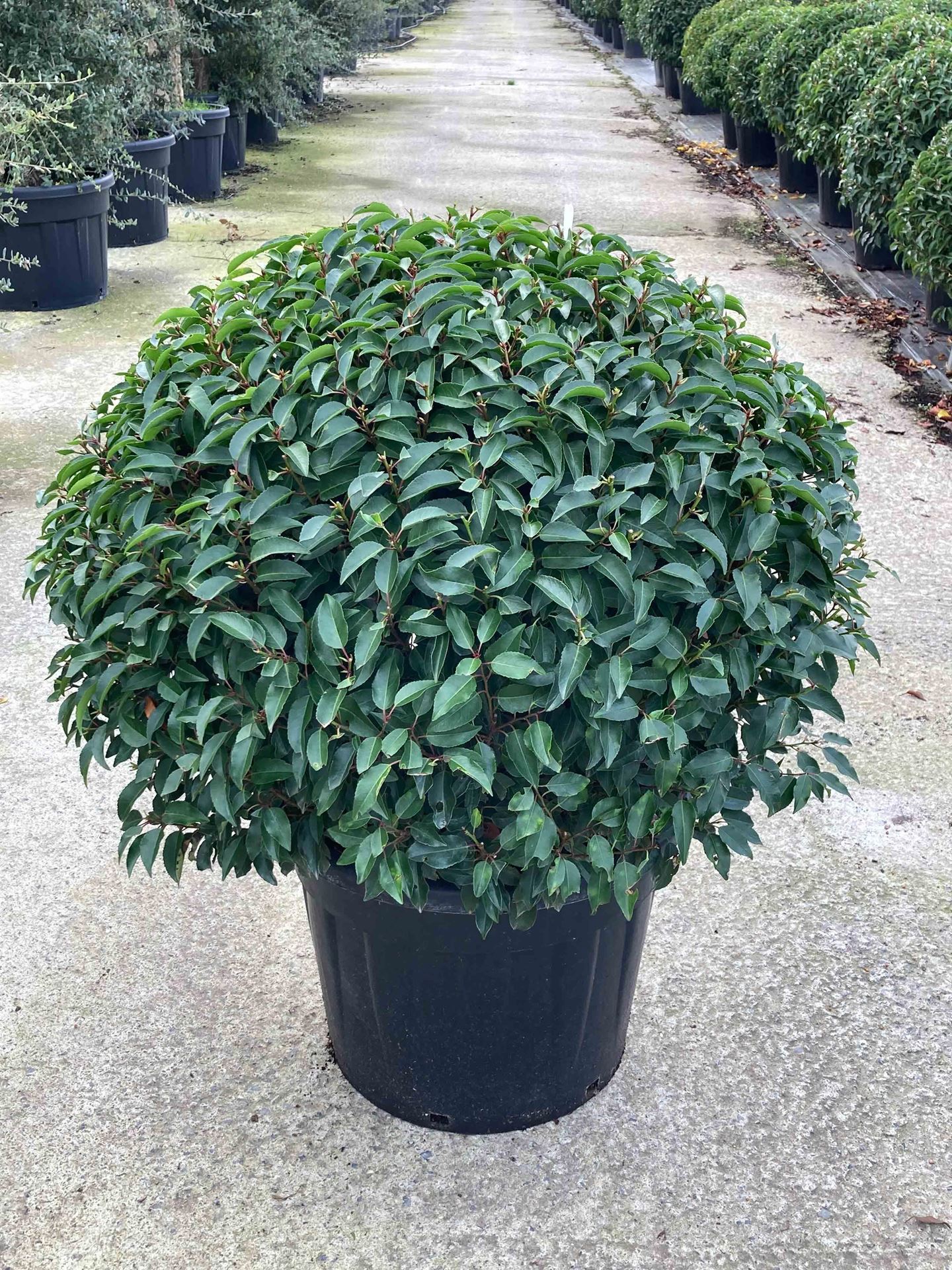 Prunus lusitanica'Angustifolia'- pot - bolvorm diameter 100+ cm afbeelding