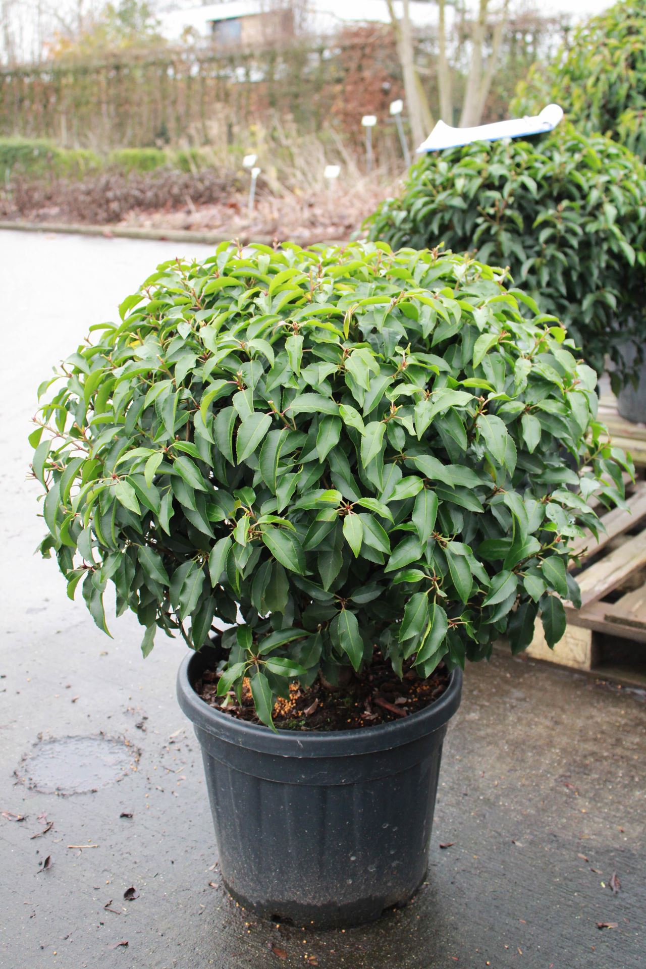 Prunus lusitanica'Angustifolia'- pot - bolvorm diameter 70+ cm afbeelding