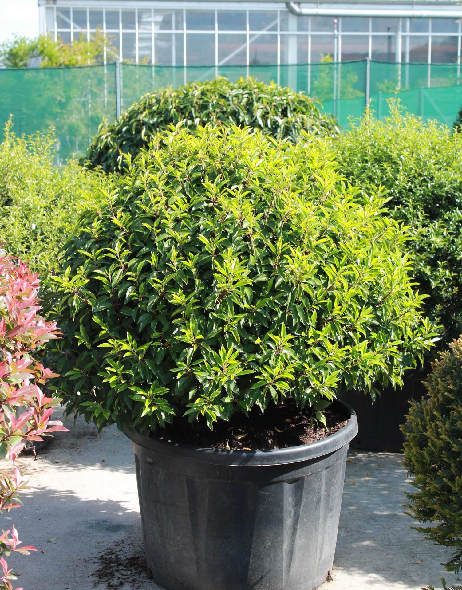 Prunus lusitanica'Angustifolia'- pot - bolvorm diameter 90+ cm afbeelding