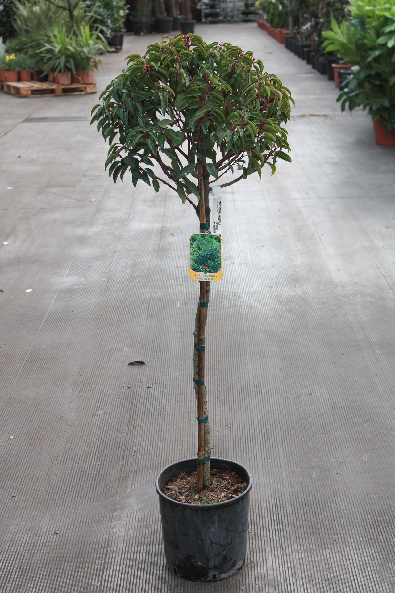 Prunus lusitanica'Angustifolia'- pot 12L - halfstam boom afbeelding