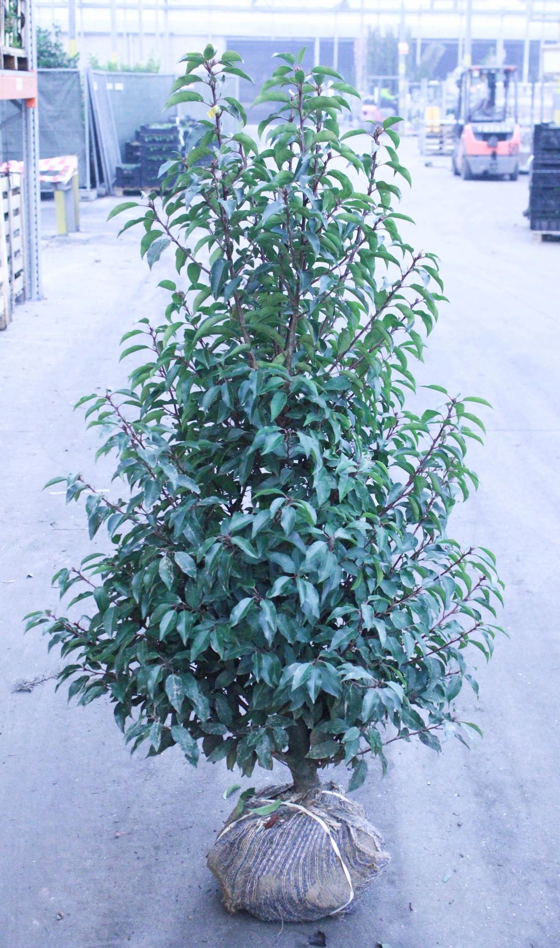 Prunus lusitanica'Angustifolia'- aardekluit - 100-120 cm afbeelding