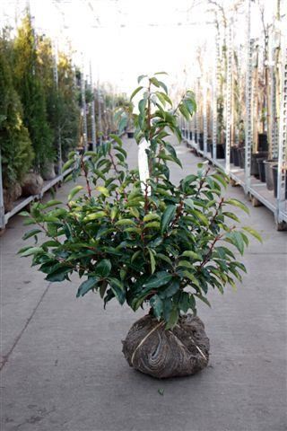 Prunus lusitanica - aardekluit - 60-80 cm - Portugese laurierkers afbeelding