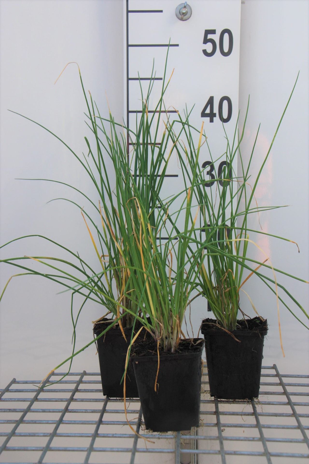 Allium sphaerocephalon - Trommelstokje - pot 9x9 cm - Kogellook / Trommelstokjes afbeelding