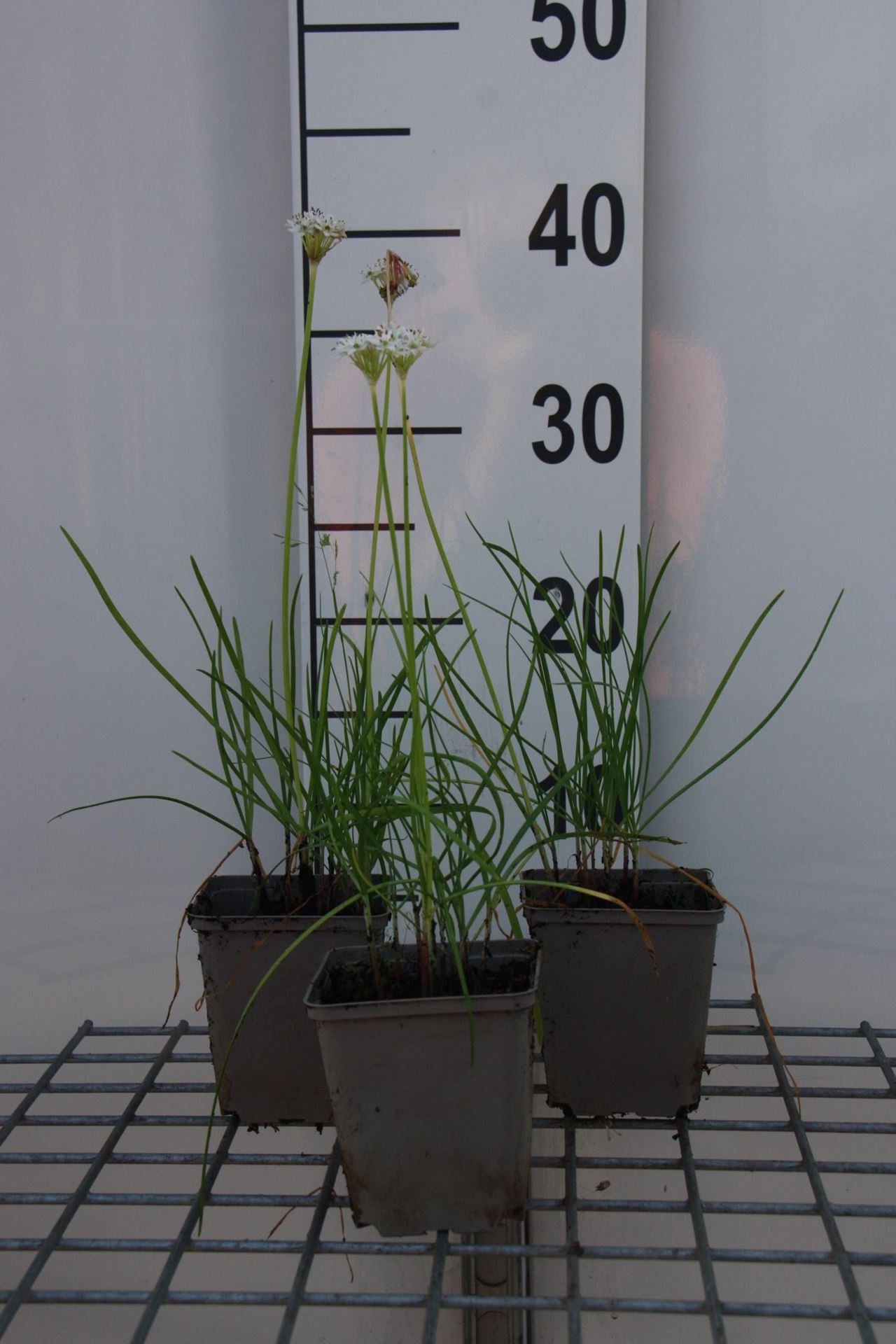 Chinese bieslook, snijknoflook - pot 9x9 cm (Allium tuberosum) - Chinees bieslook / Knoflookbieslook afbeelding
