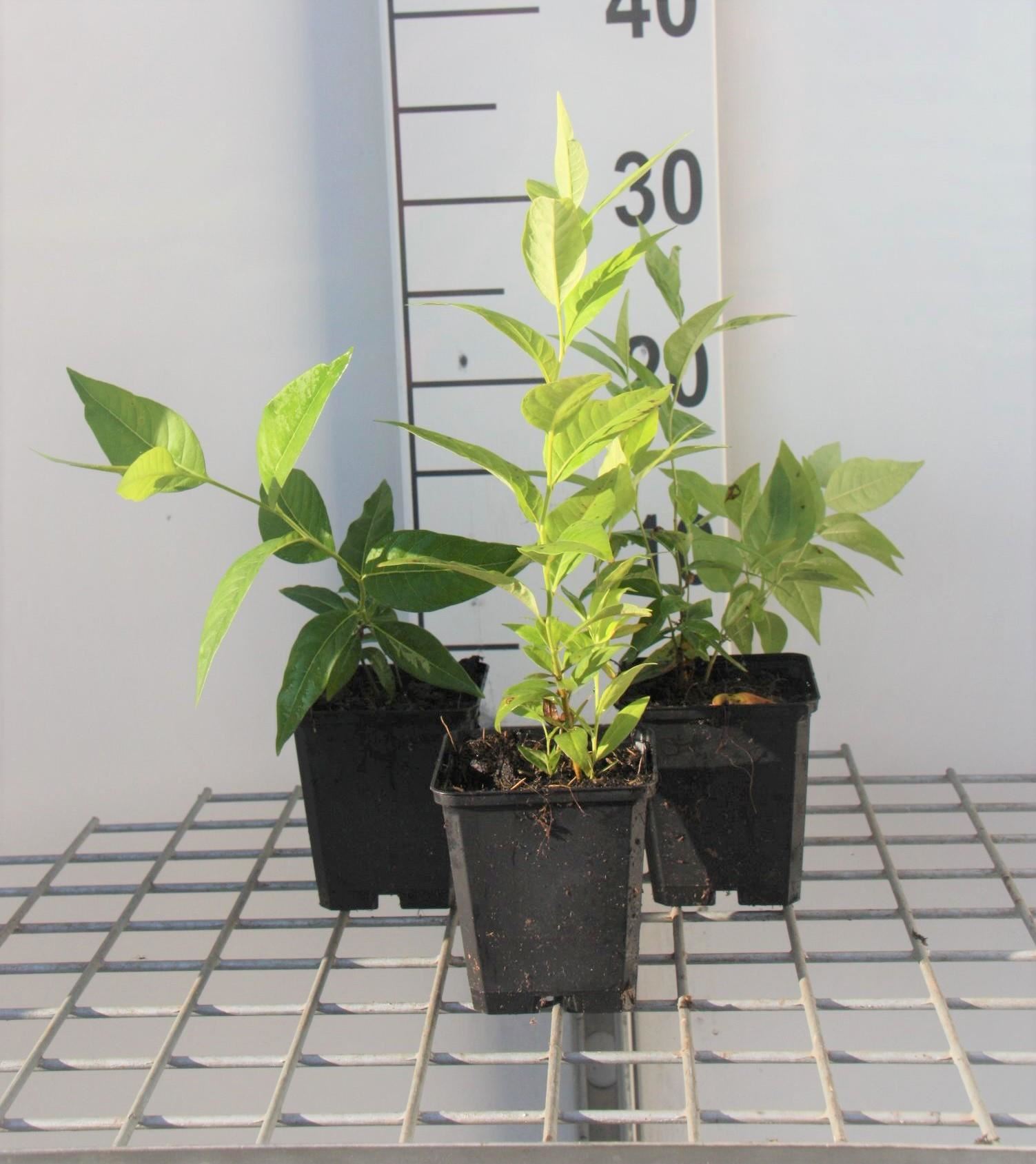 Amsonia tabernaemontana - pot 9x9 cm - Stermaagdenpalm / Blauwe ster afbeelding