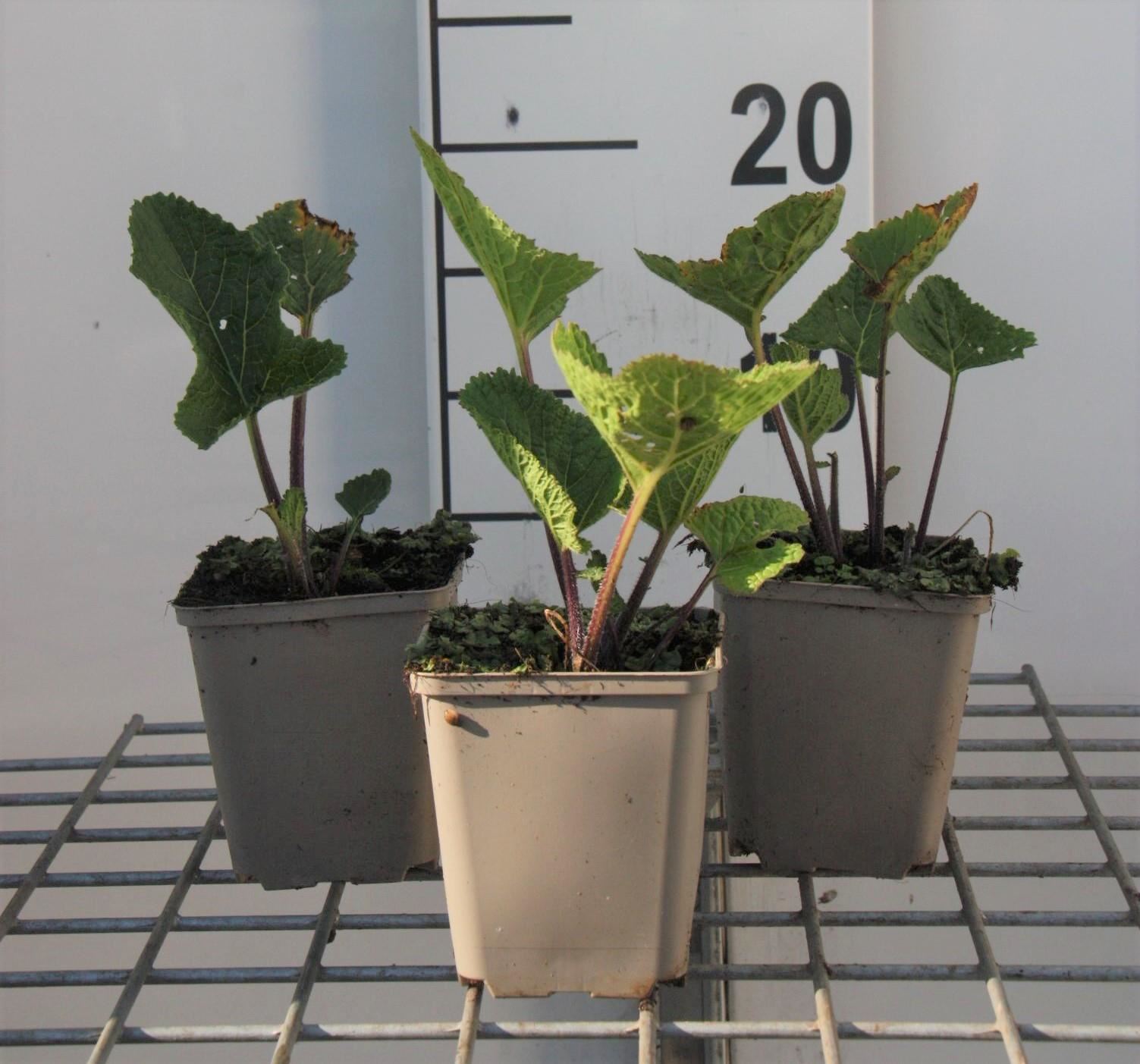 Crambe cordifolia - pot 9x9 cm - Reuzenzeekool / Hartbladige zeekool afbeelding