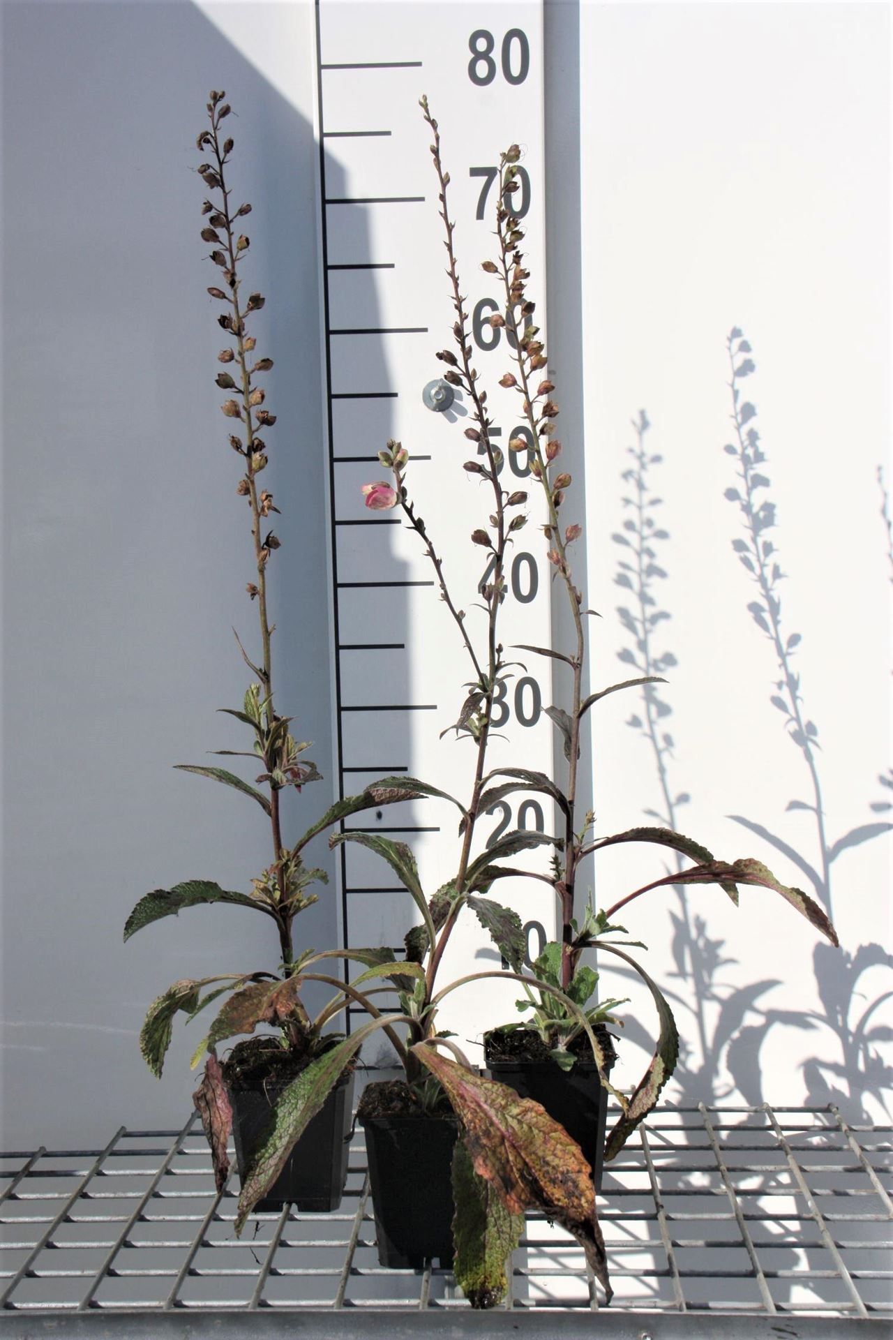Digitalis purpurea - pot 9x9 cm afbeelding