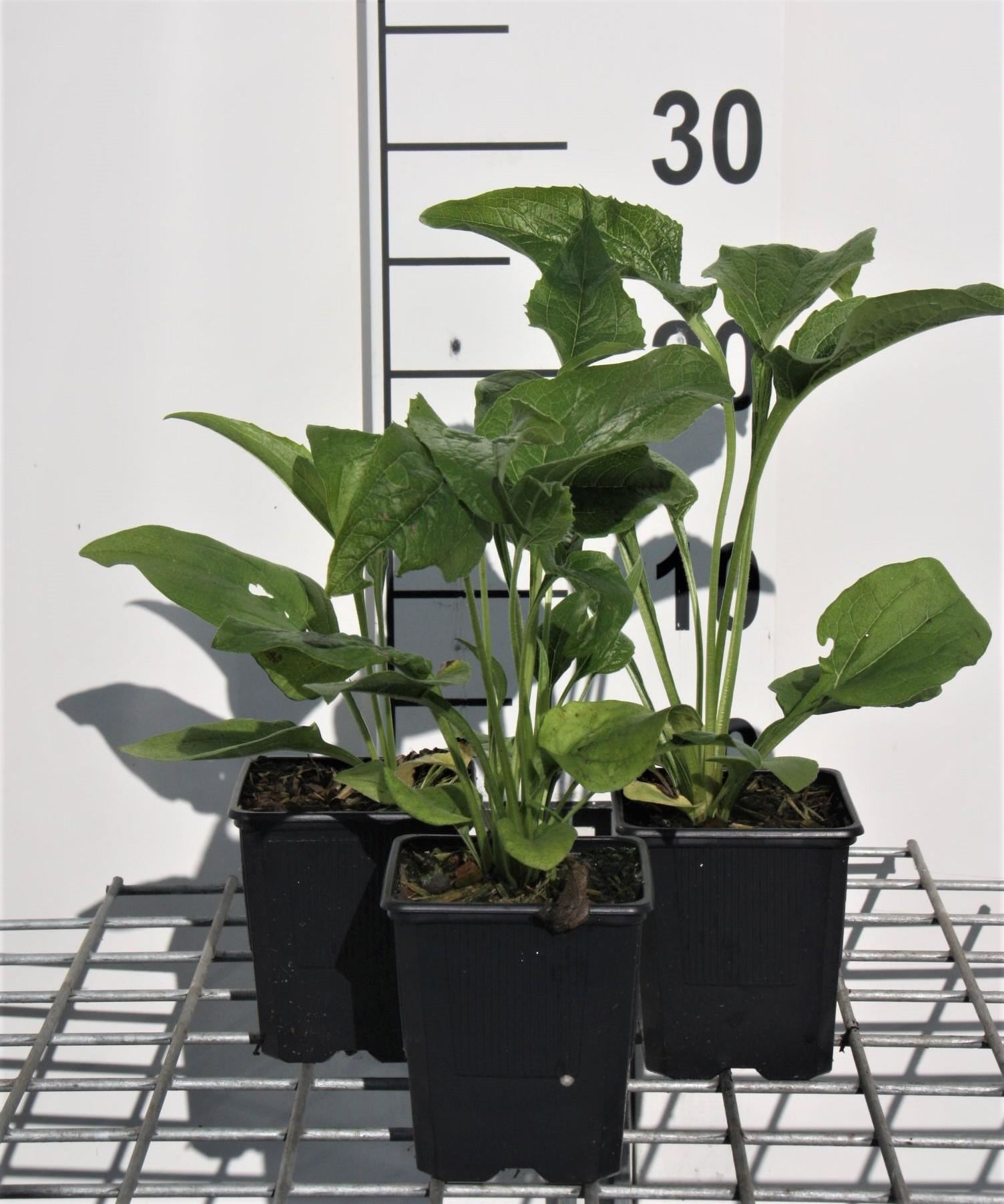 Echinacea purpurea'Alba'- pot 9x9 cm - afbeelding