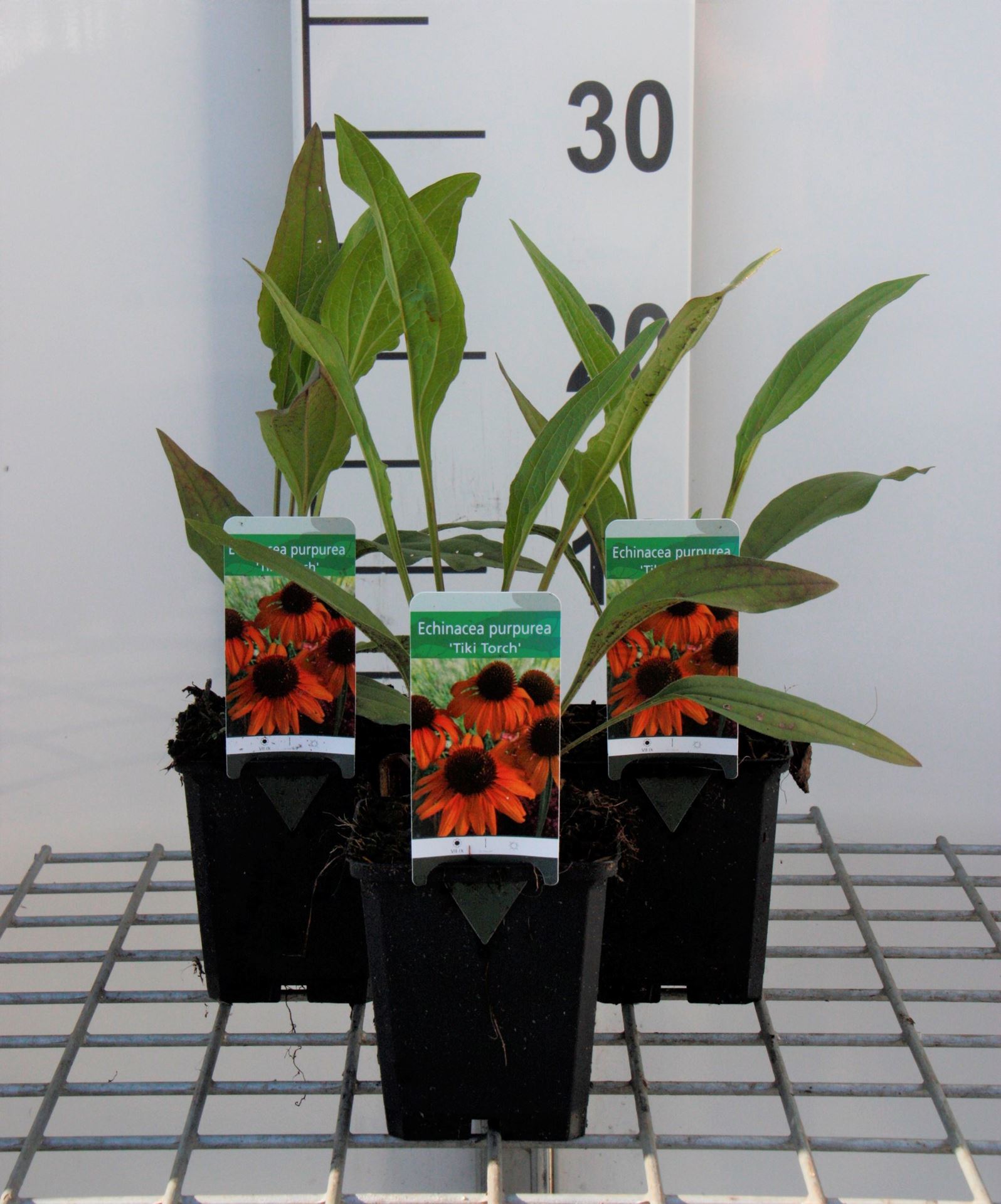 Echinacea'Tiki Torch'- pot 9x9 cm afbeelding