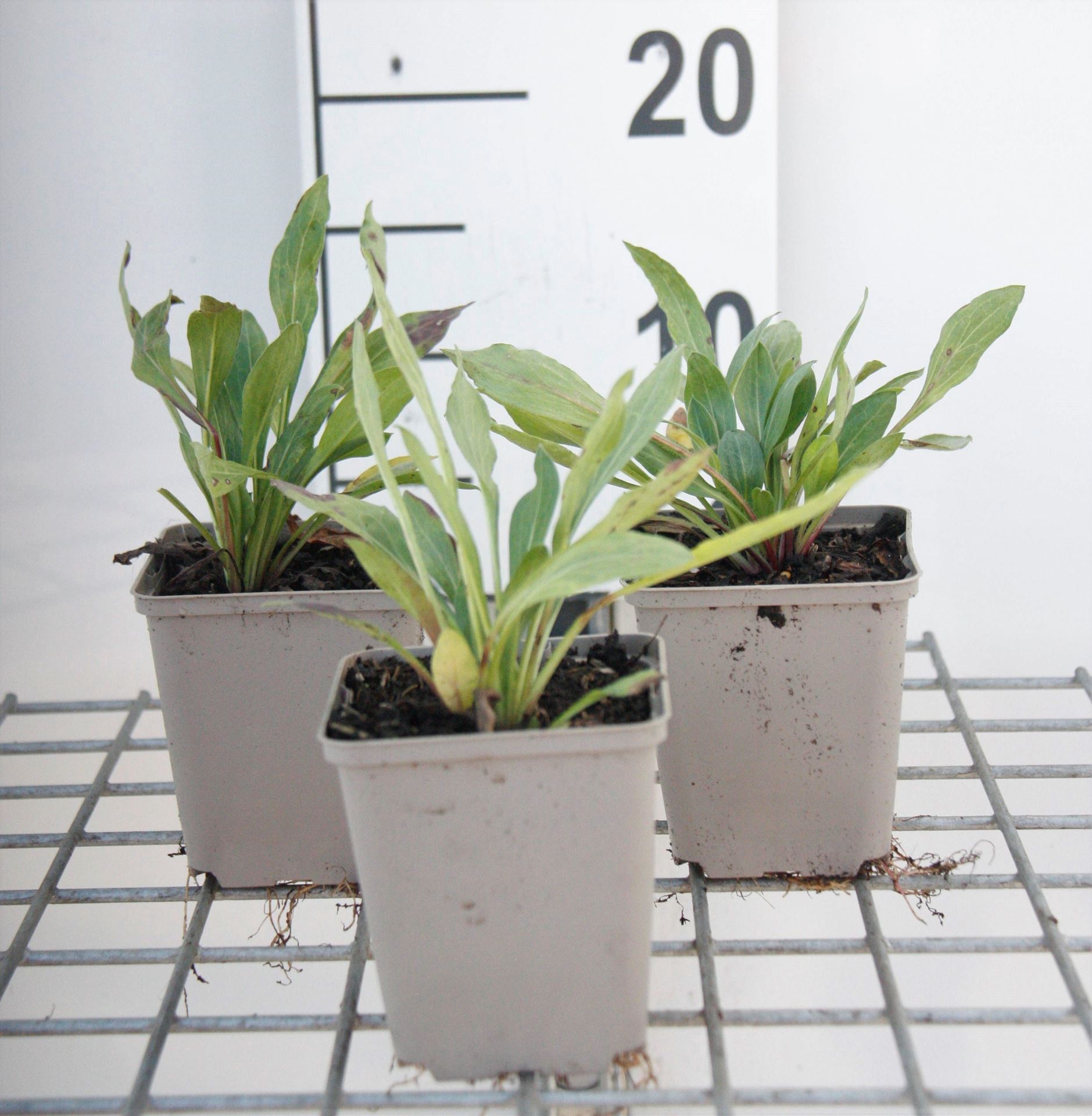 Erigeron'Rosa Juwel'- pot 9x9 cm afbeelding