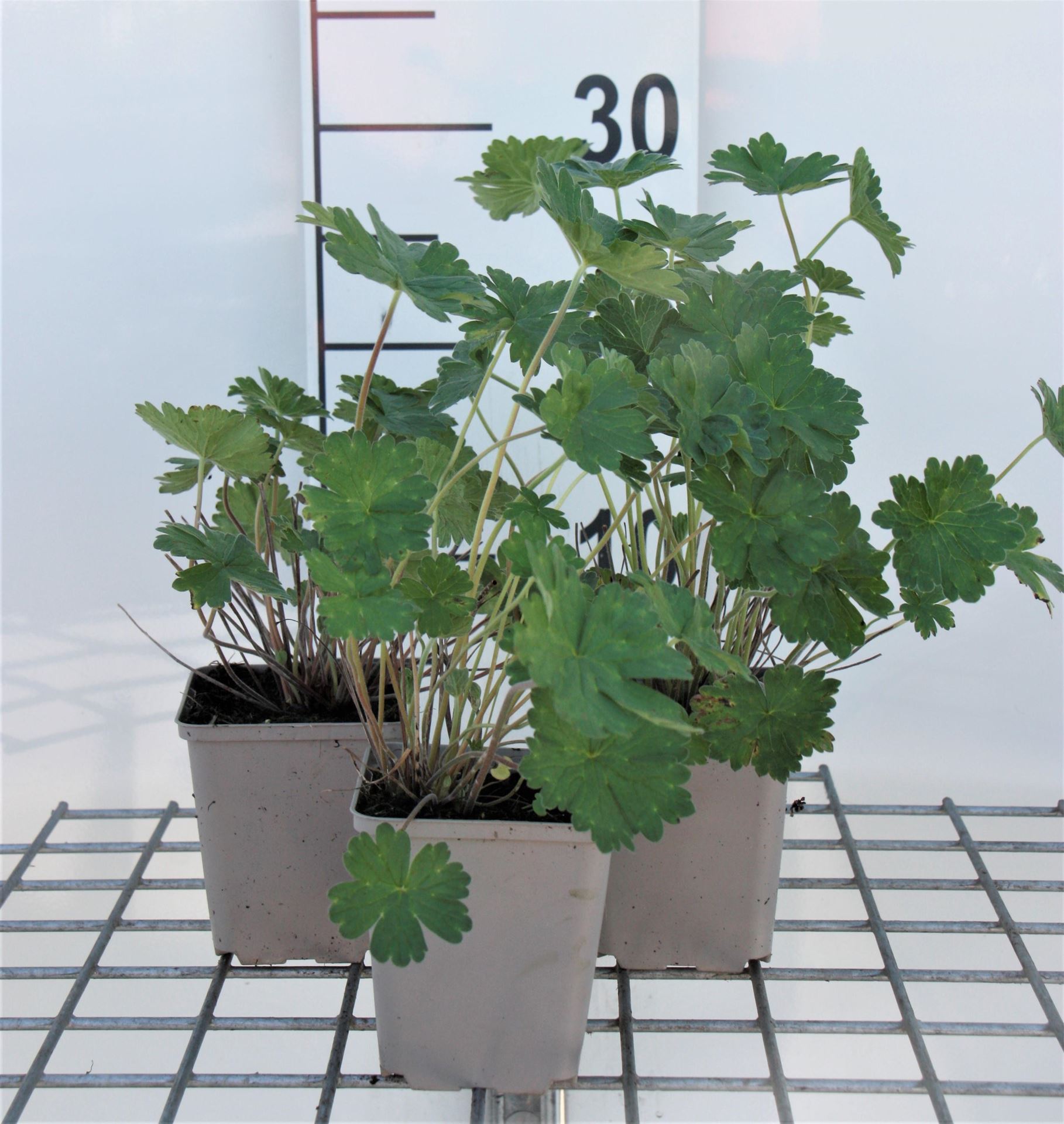 Geranium'Joy'- pot 9x9 cm - afbeelding