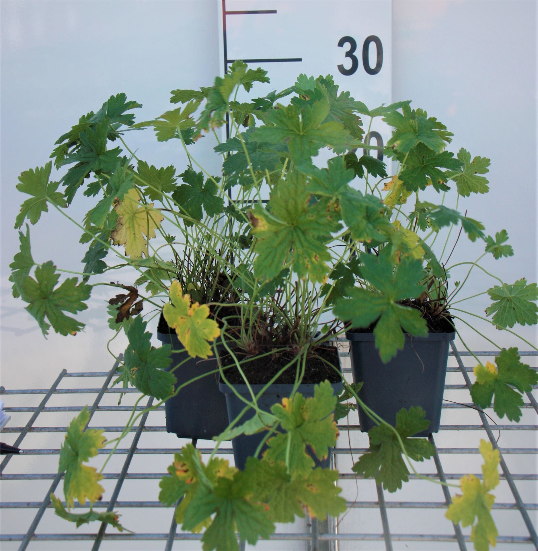 Geranium versicolor - pot 9x9 cm afbeelding