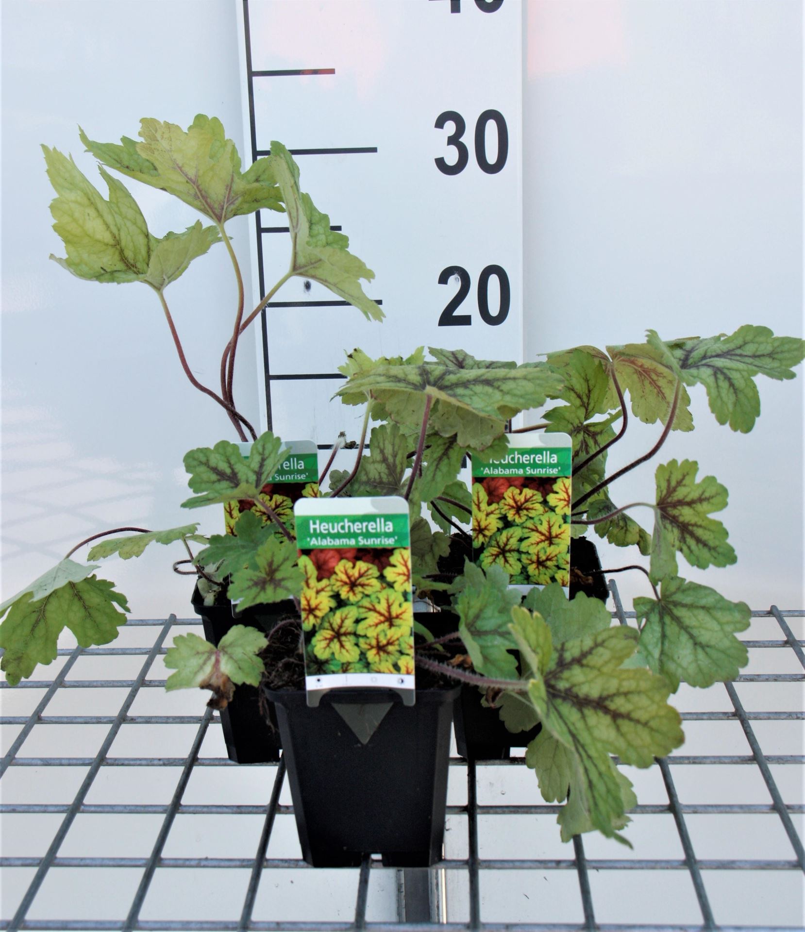 x Heucherella'Alabama Sunrise'- pot 9x9 cm afbeelding