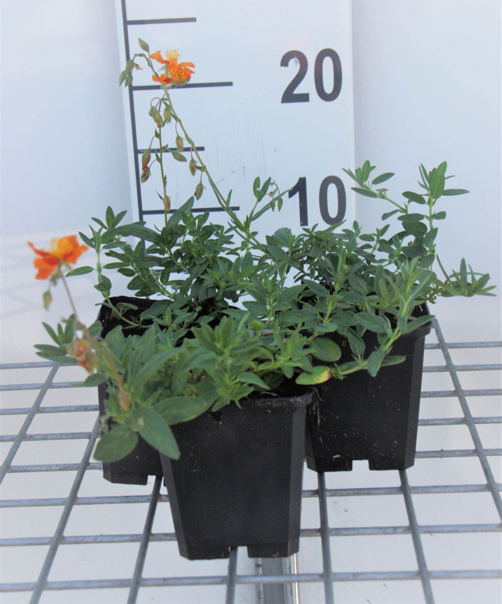 Helianthemum'Bronzeteppich'- pot 9x9 cm - Zonneroosje afbeelding