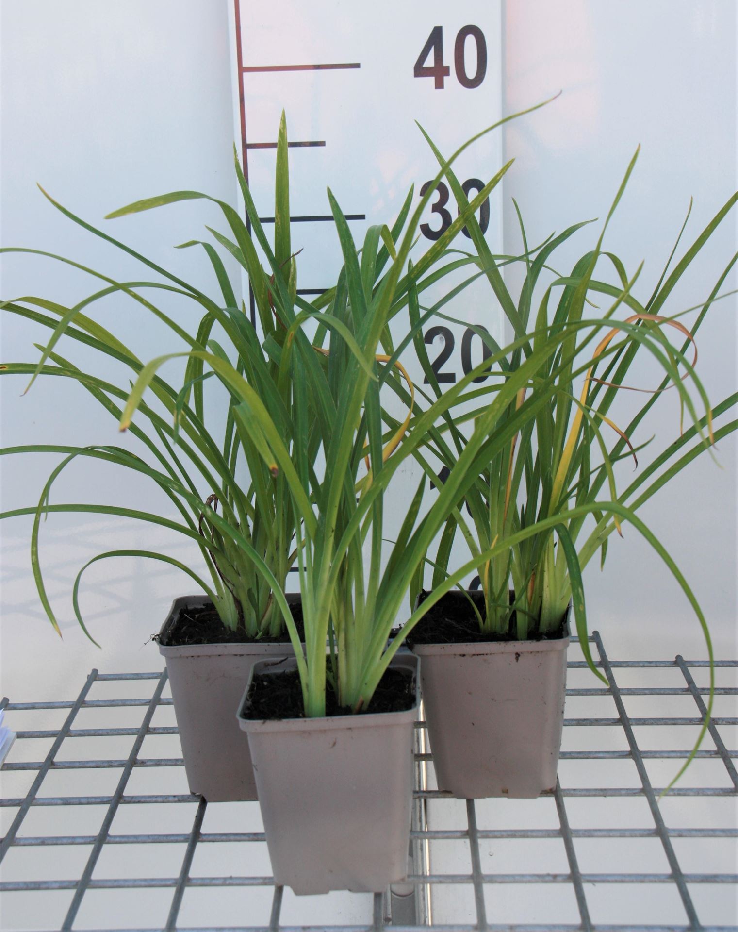 Hemerocallis'Crimson Pirate'- pot 9x9 cm afbeelding