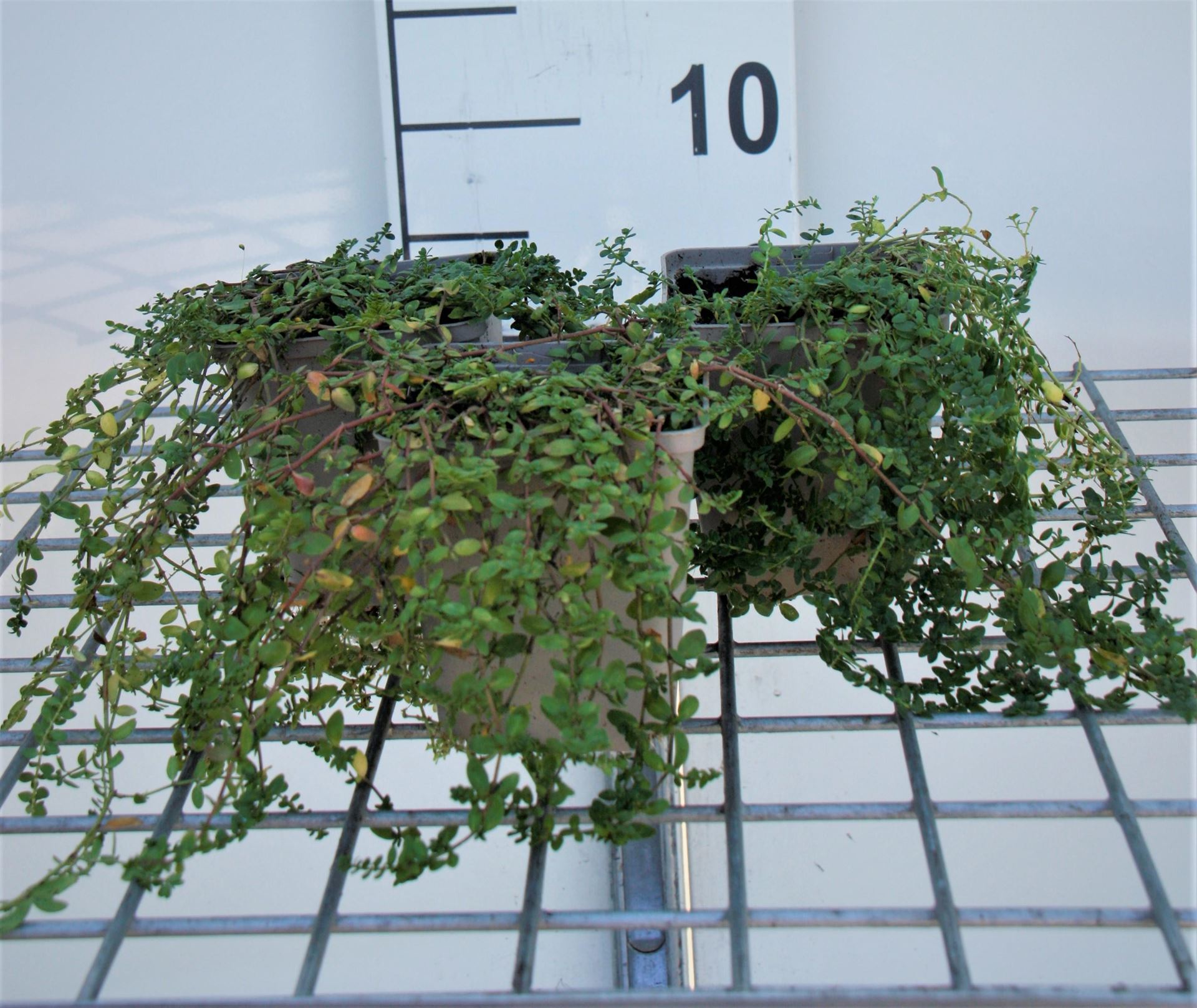 Herniaria glabra - pot 9x9 cm - Kaal breukkruid afbeelding