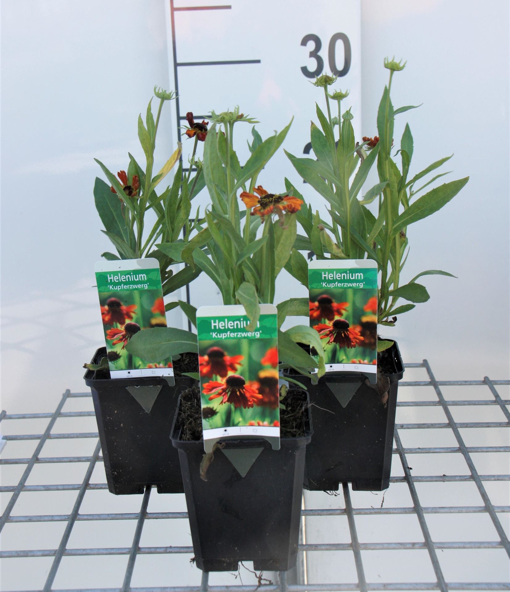 Helenium'Kupferzwerg'- pot 9x9 cm afbeelding